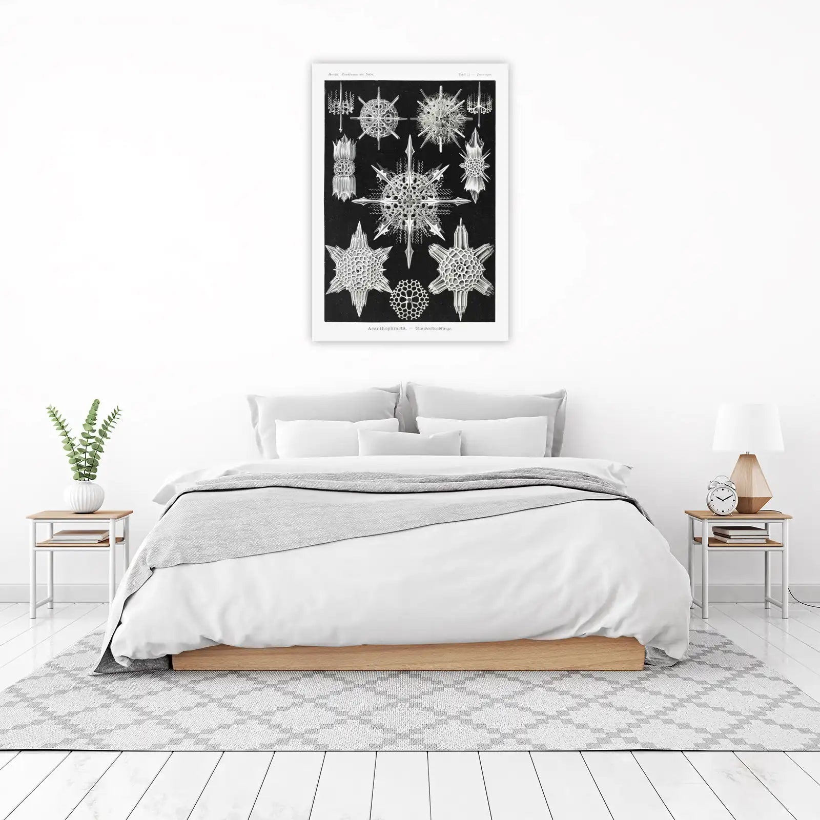 Earthy Radiance Acanthophracta Wall Art