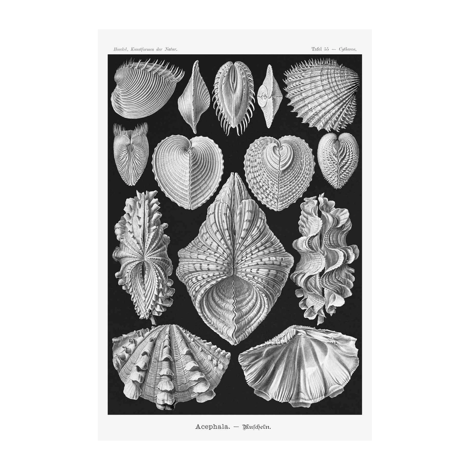 Vintage Shell Illustrations Poster Wall Art