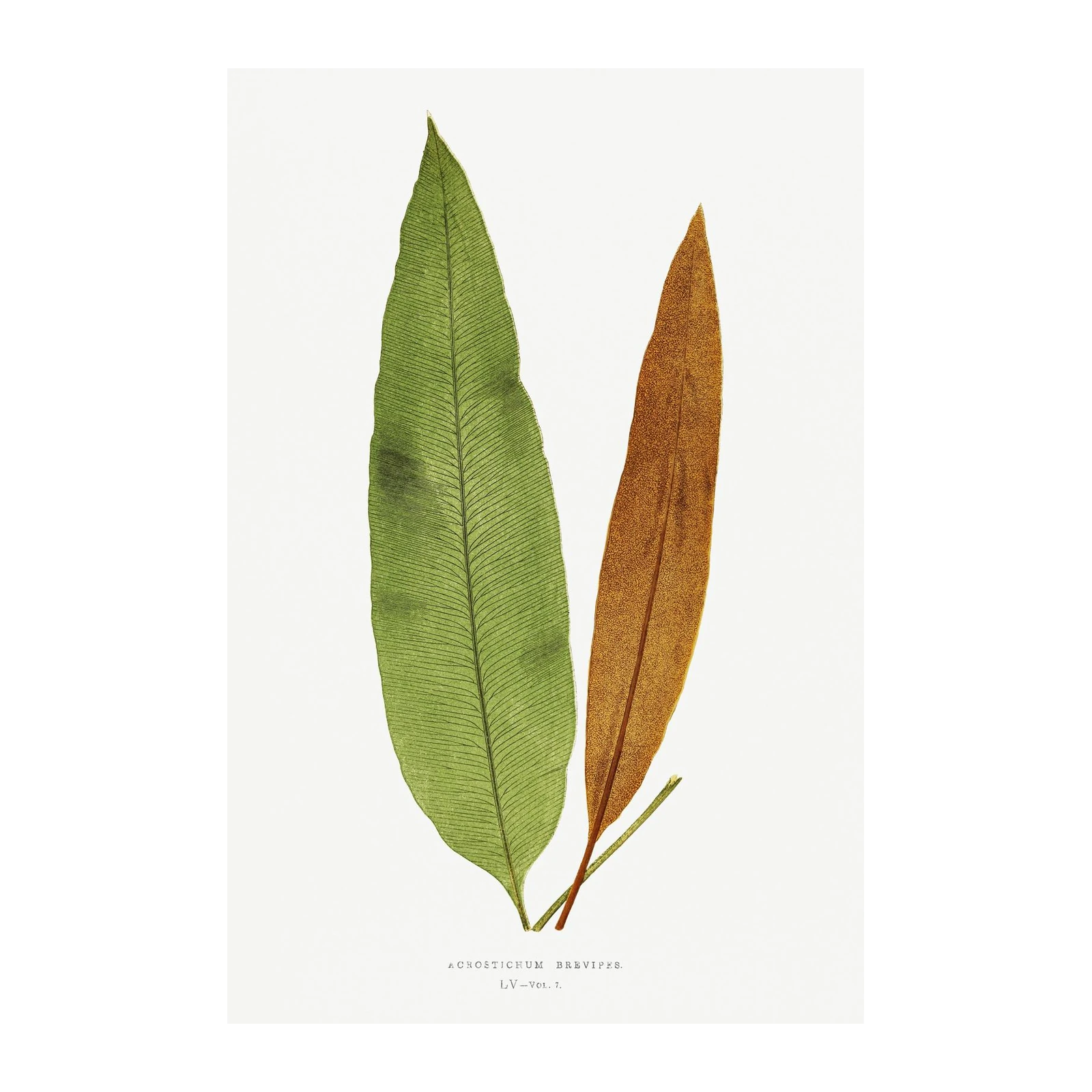 Vintage Botanical Fern Leaves Wall Art