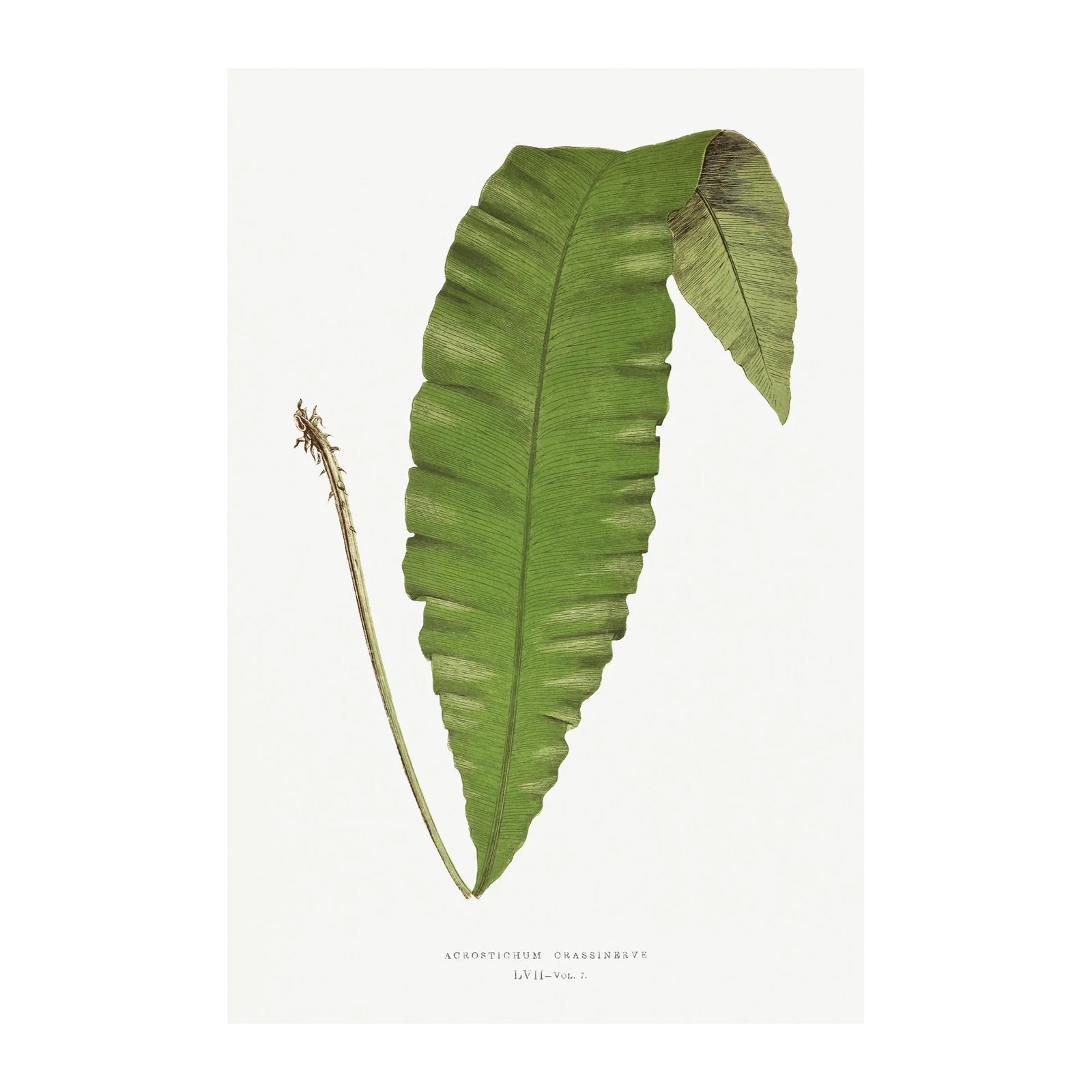 Vintage Fern Leaf Botanical Art Wall Art