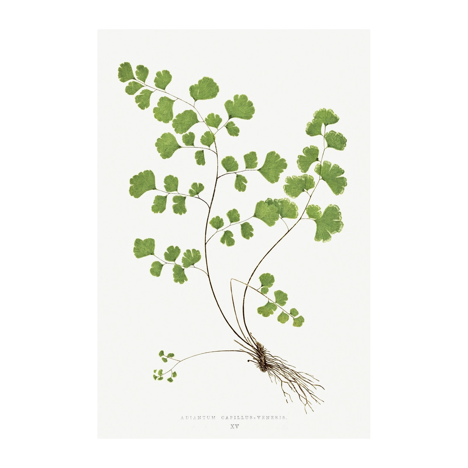 Adiantum Capillus-Veneris Botanical Art Wall Art