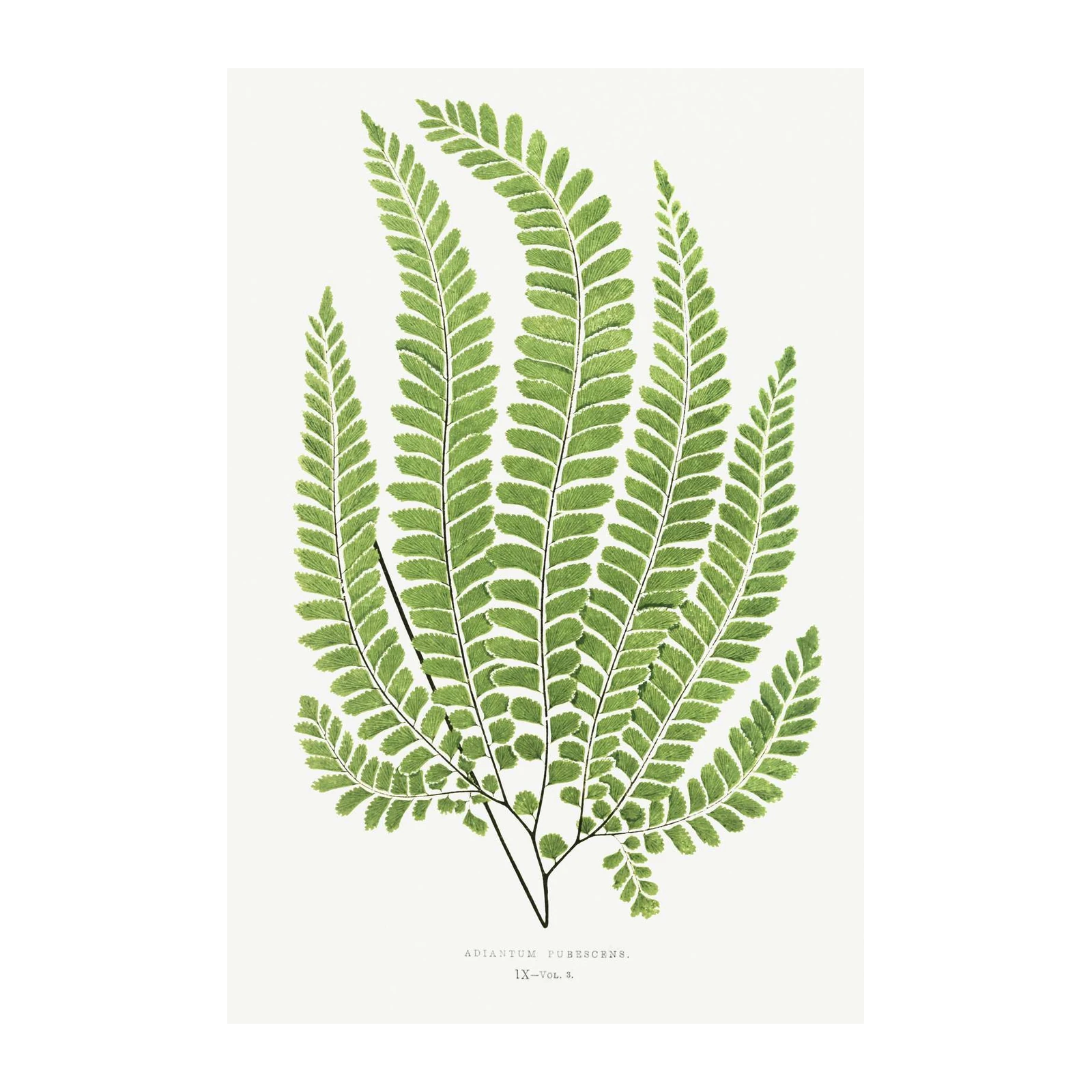 Botanical Fern Art Adiantum Pubescens Wall Art