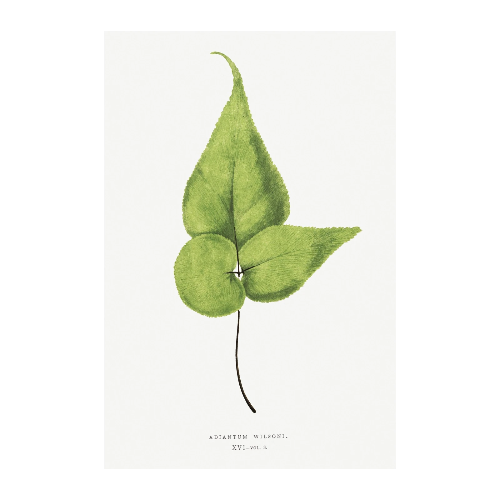 Adiantum Wilsoni Botanical Leaf Wall Art