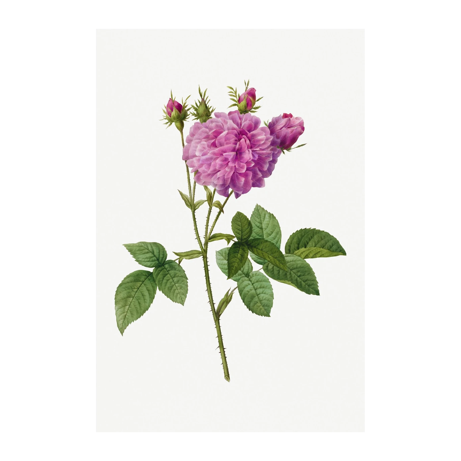 Vintage Pink Rose Botanical Wall Art