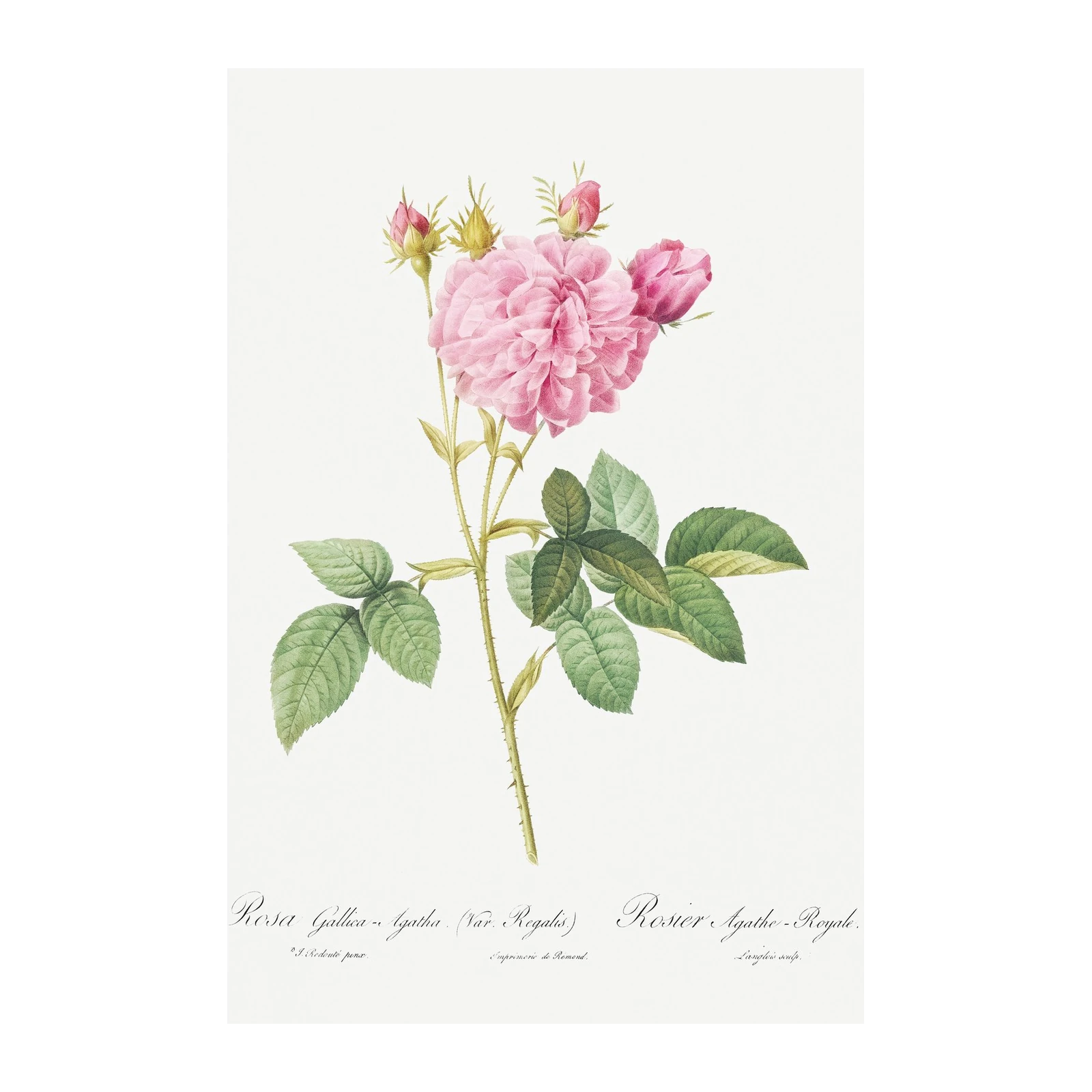 Vintage Pink Rose Botanical Art Wall Art