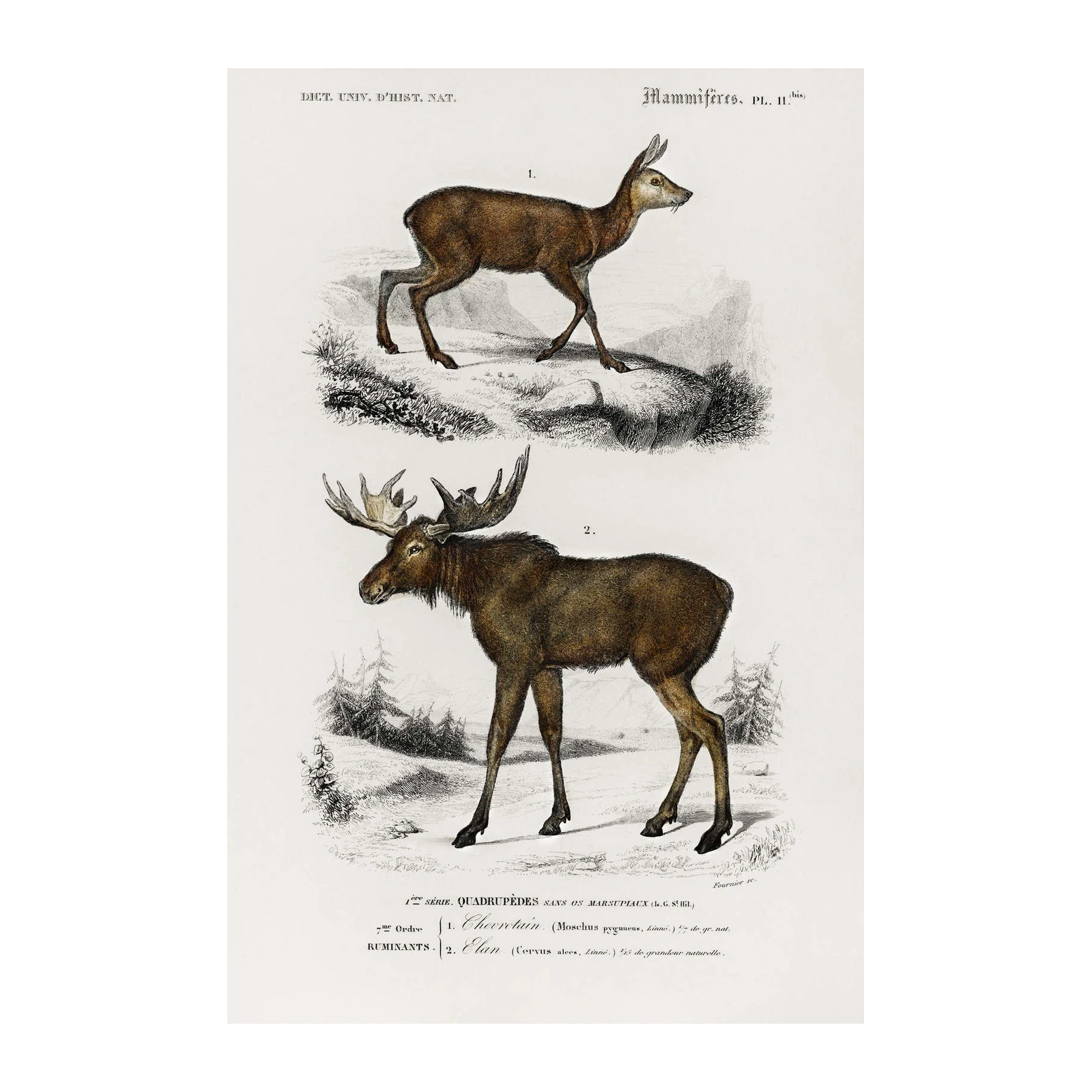 Vintage Deer & Moose Nature Illustration Wall Art