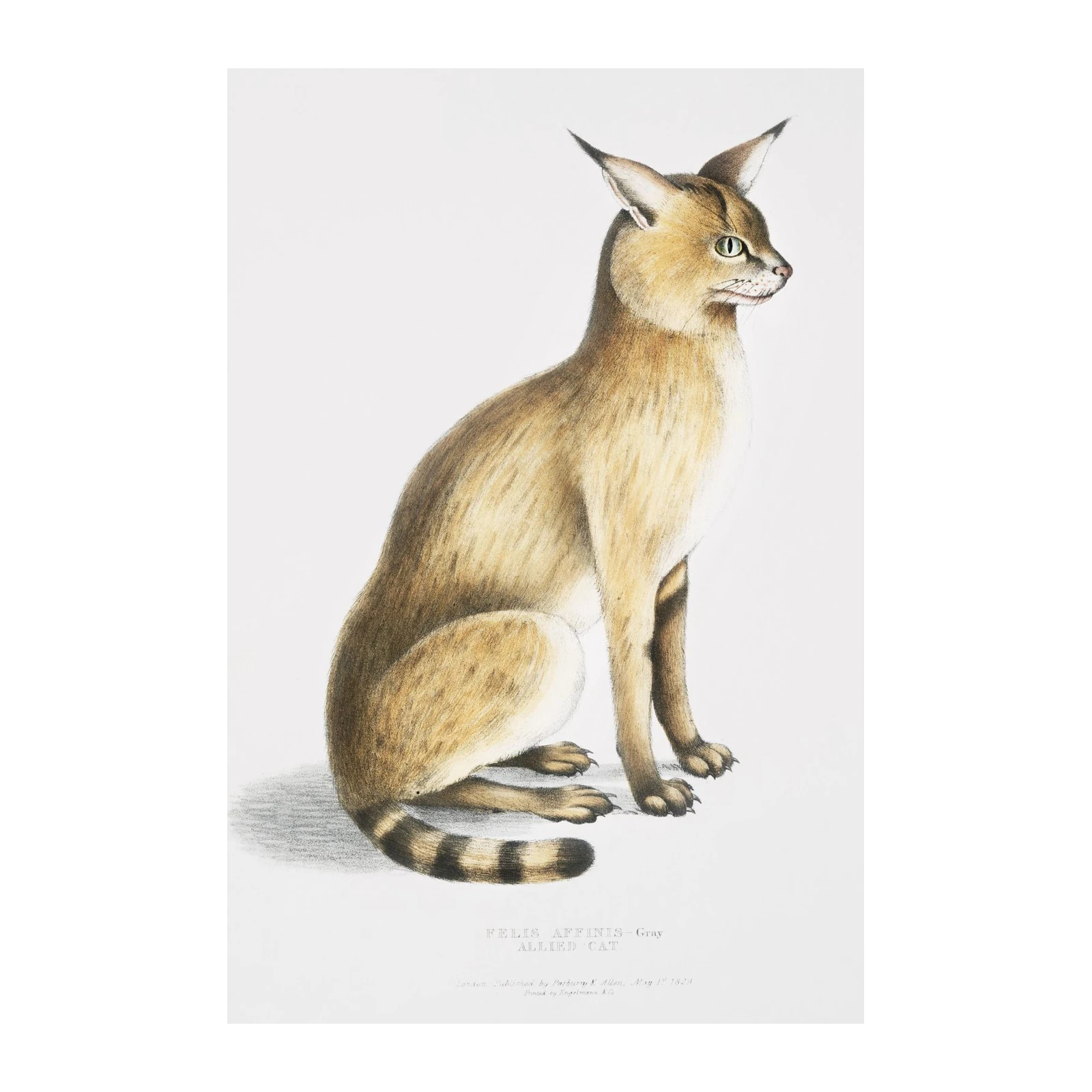 Vintage Gray Allied Cat Fine Art Wall Art