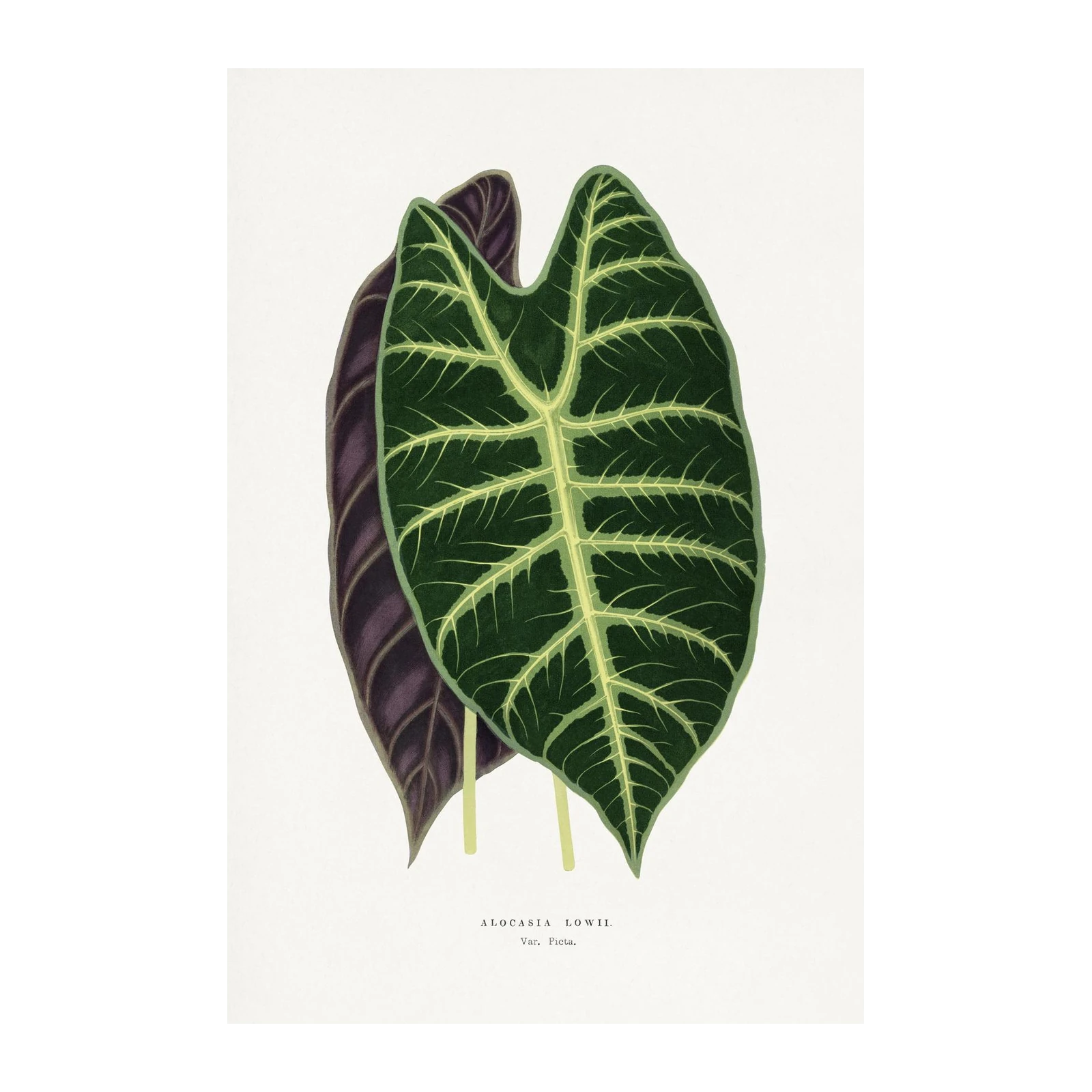 Alocasia Lowii Botanical Art Wall Art