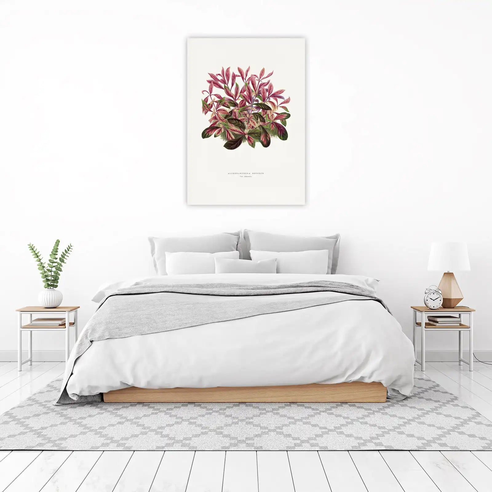 Botanical Plant Art: Alternanthera S. Wall Art
