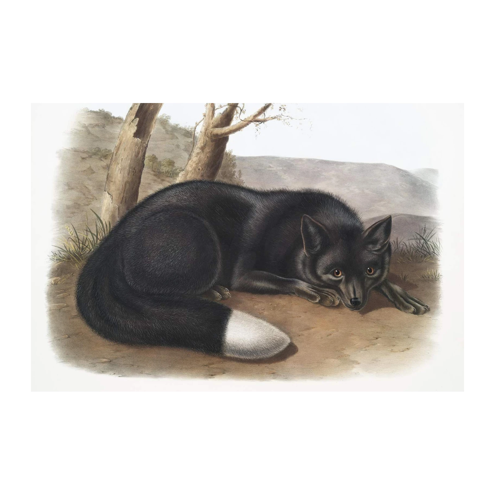 Elegant Silver Fox Nature Wall Art