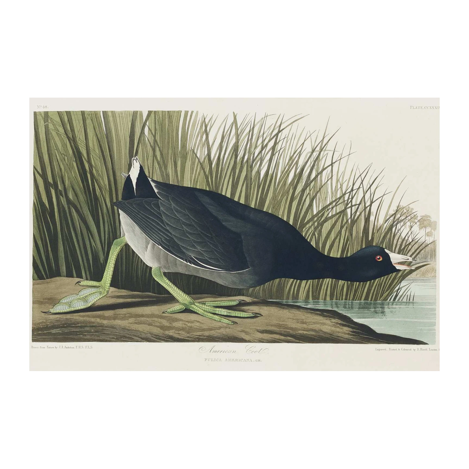 American Coot Bird Nature Art Wall Art
