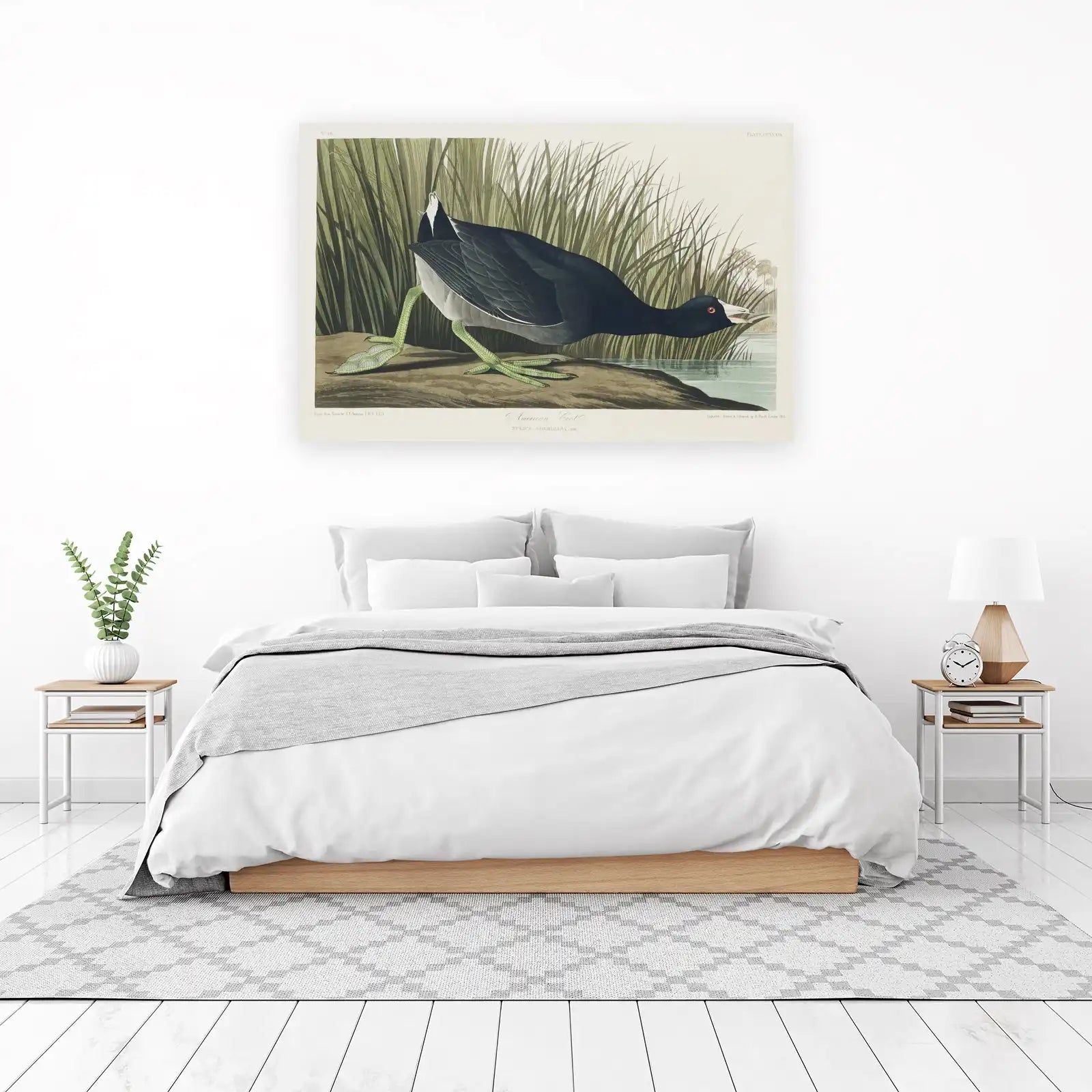 American Coot Bird Nature Art Wall Art