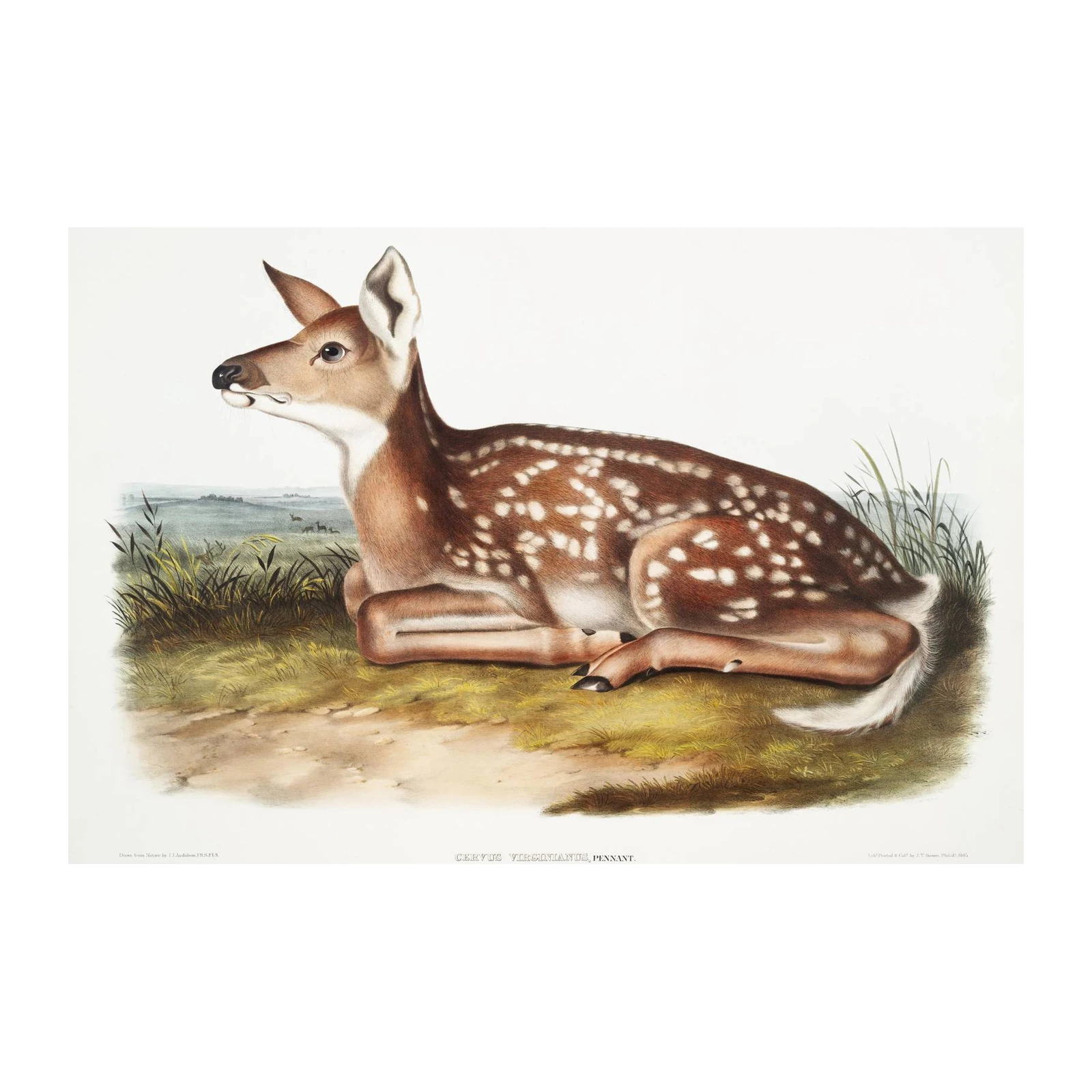 Vintage Fawn "White-tailed Deer" Wall Art