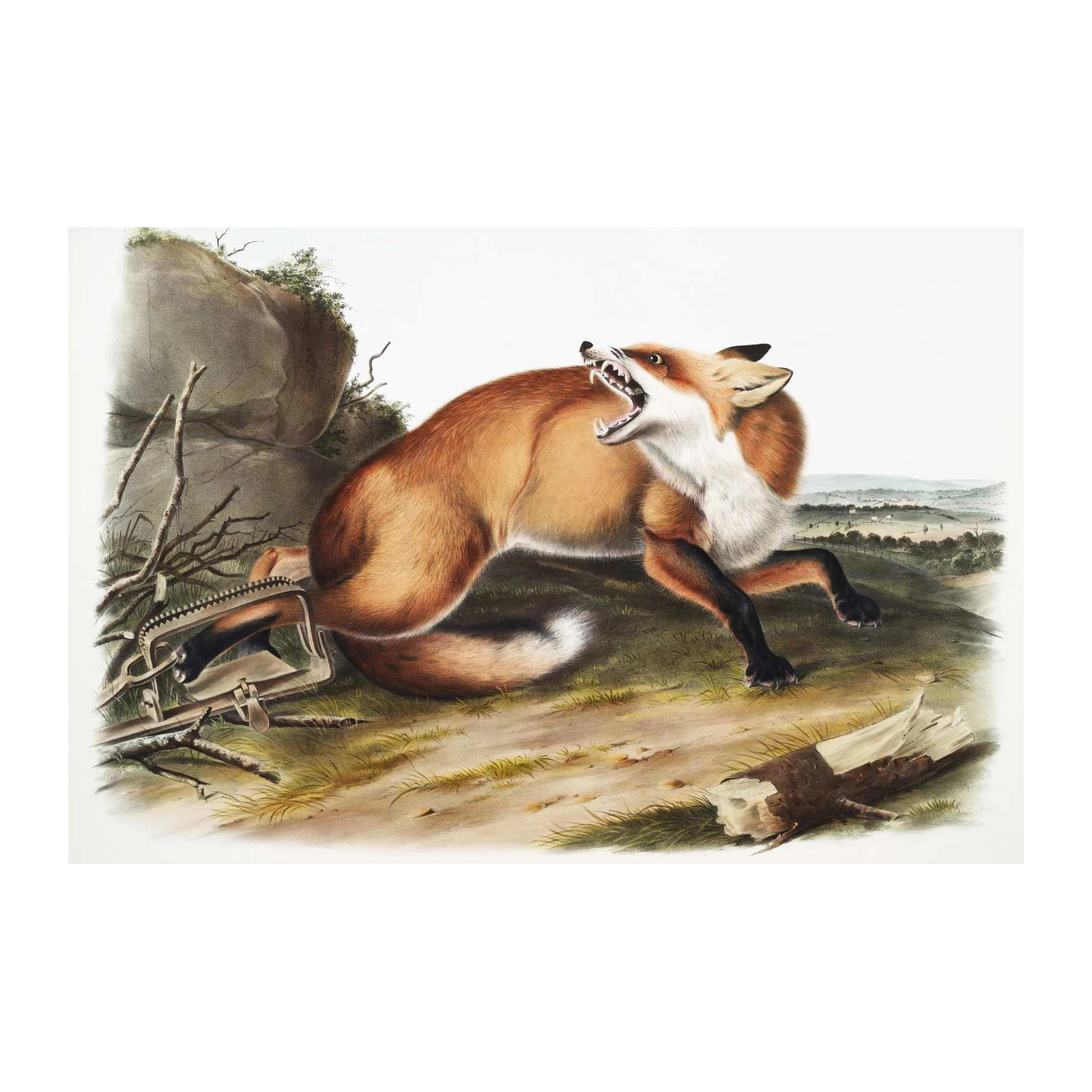 Vibrant Red Fox Wildlife Art Wall Art
