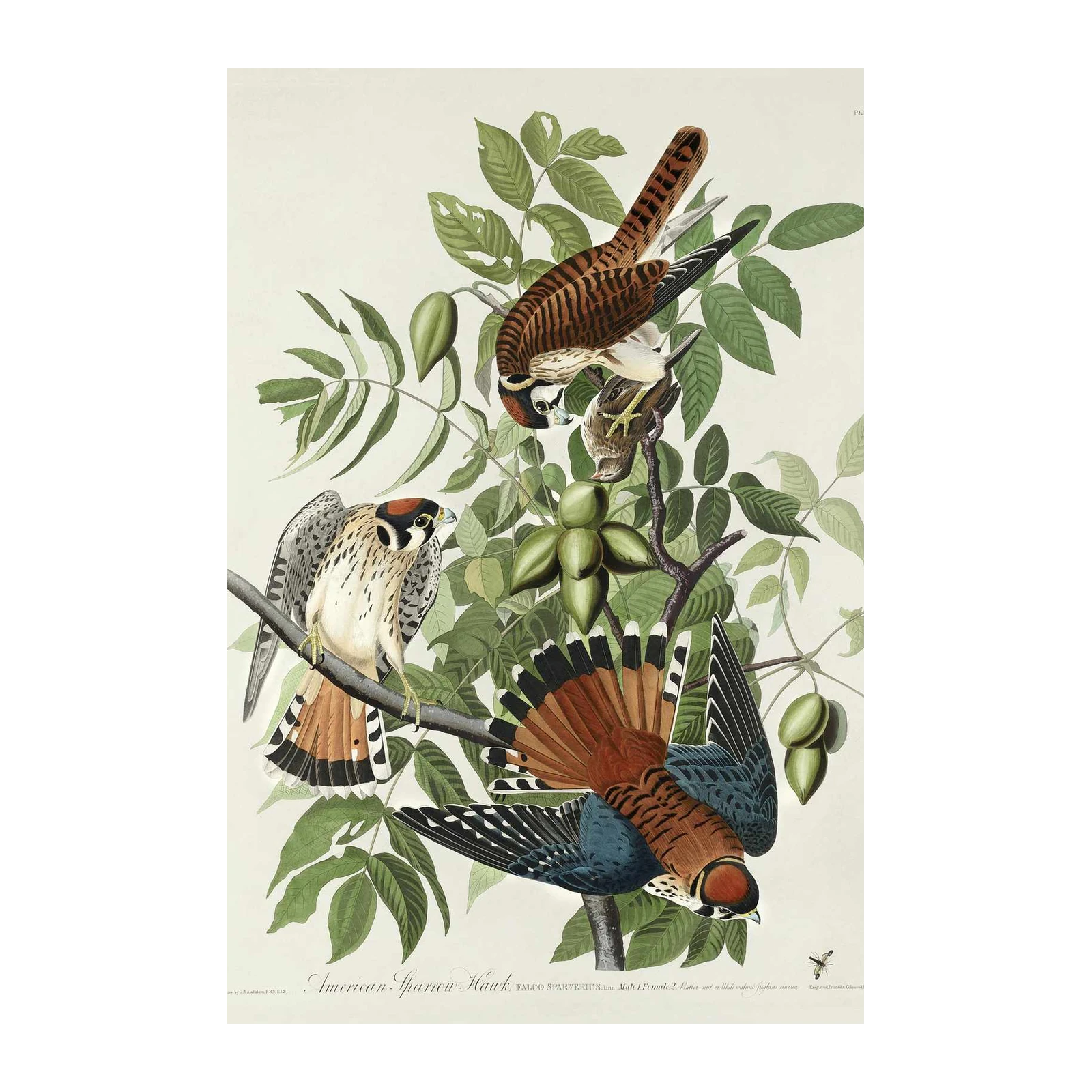 American Sparrow Hawk Bird Art Wall Art