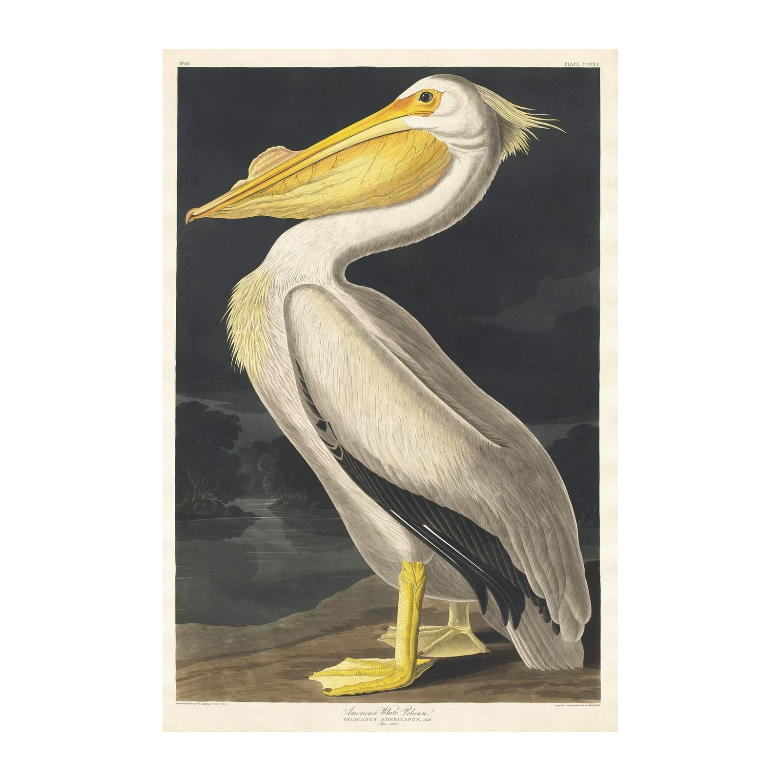 American White Pelican Vintage Bird Art Wall Art