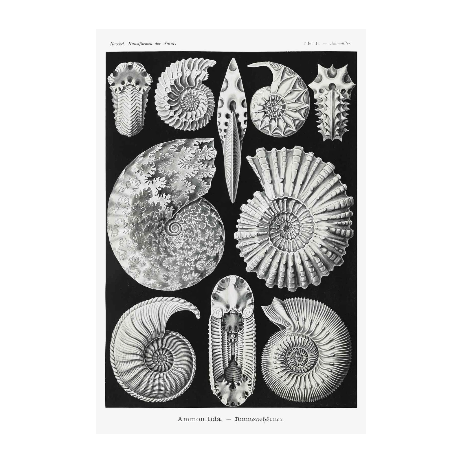 Vintage Ammonite Fossil Art Wall Art
