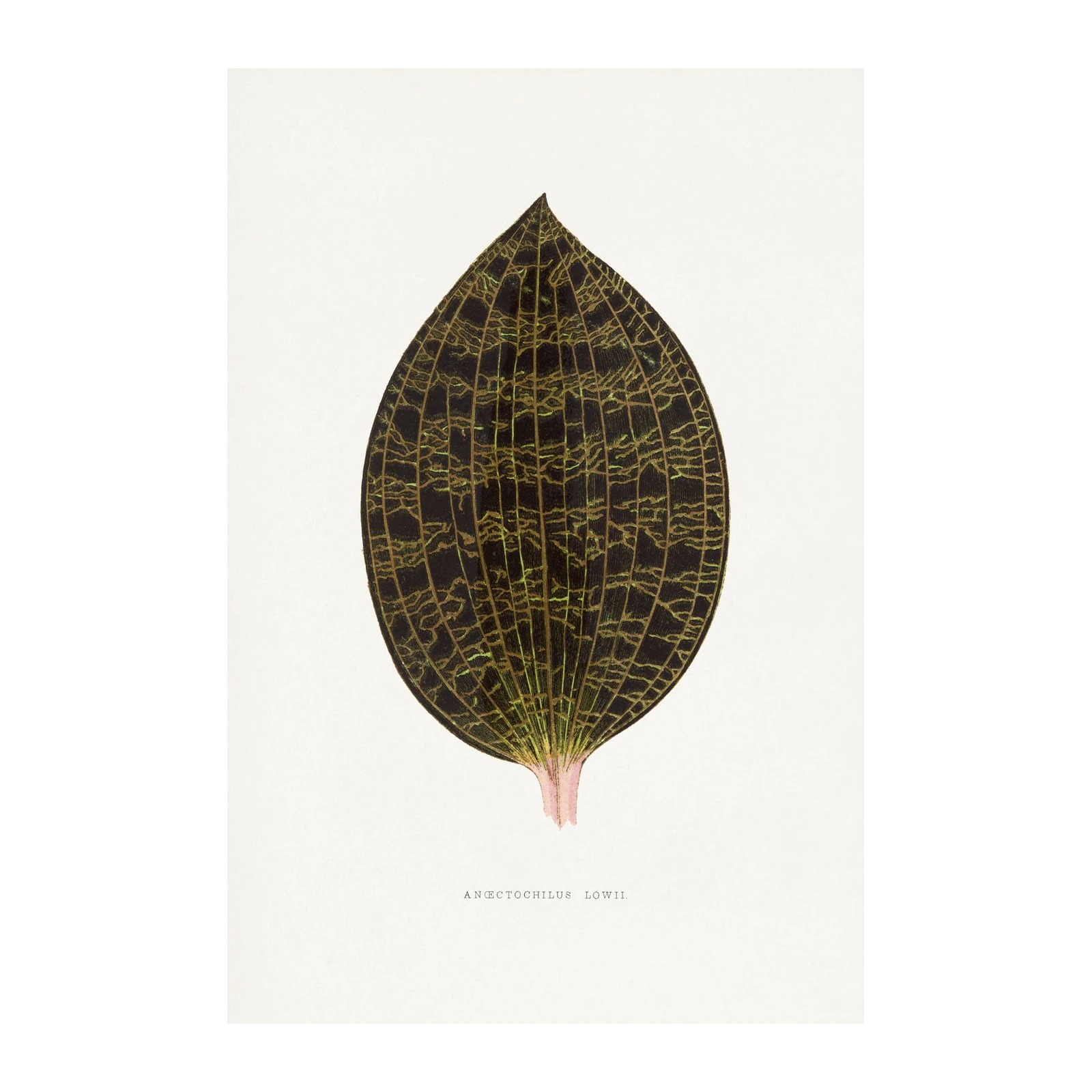 Vintage Jewel Orchid Leaf Wall Art
