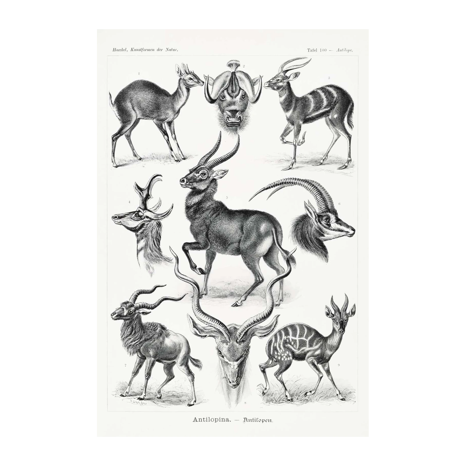 Vintage Antelope Illustrations | Ernest Haeckel Wall Art