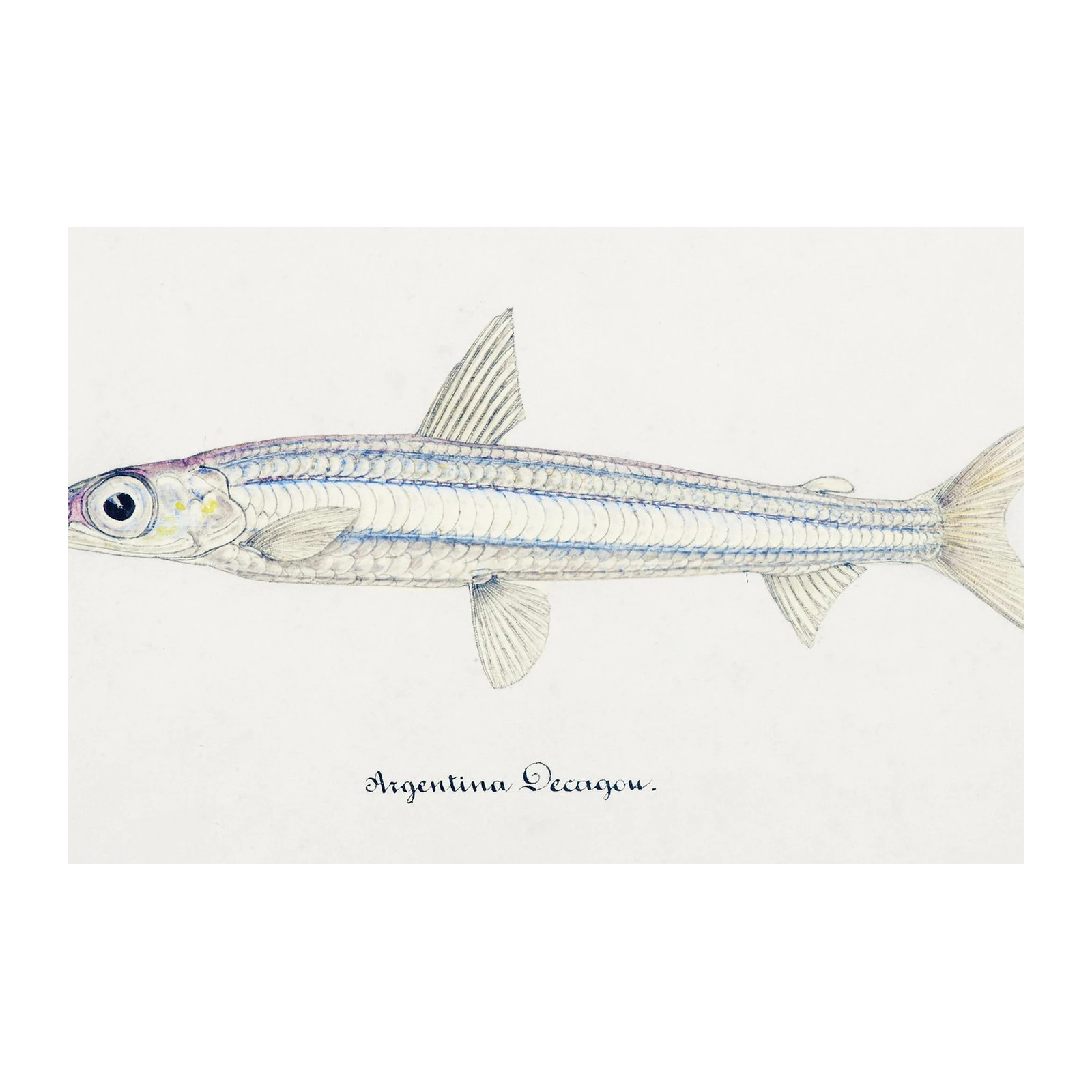 Vintage Argentina Pecagou Fish Art Wall Art