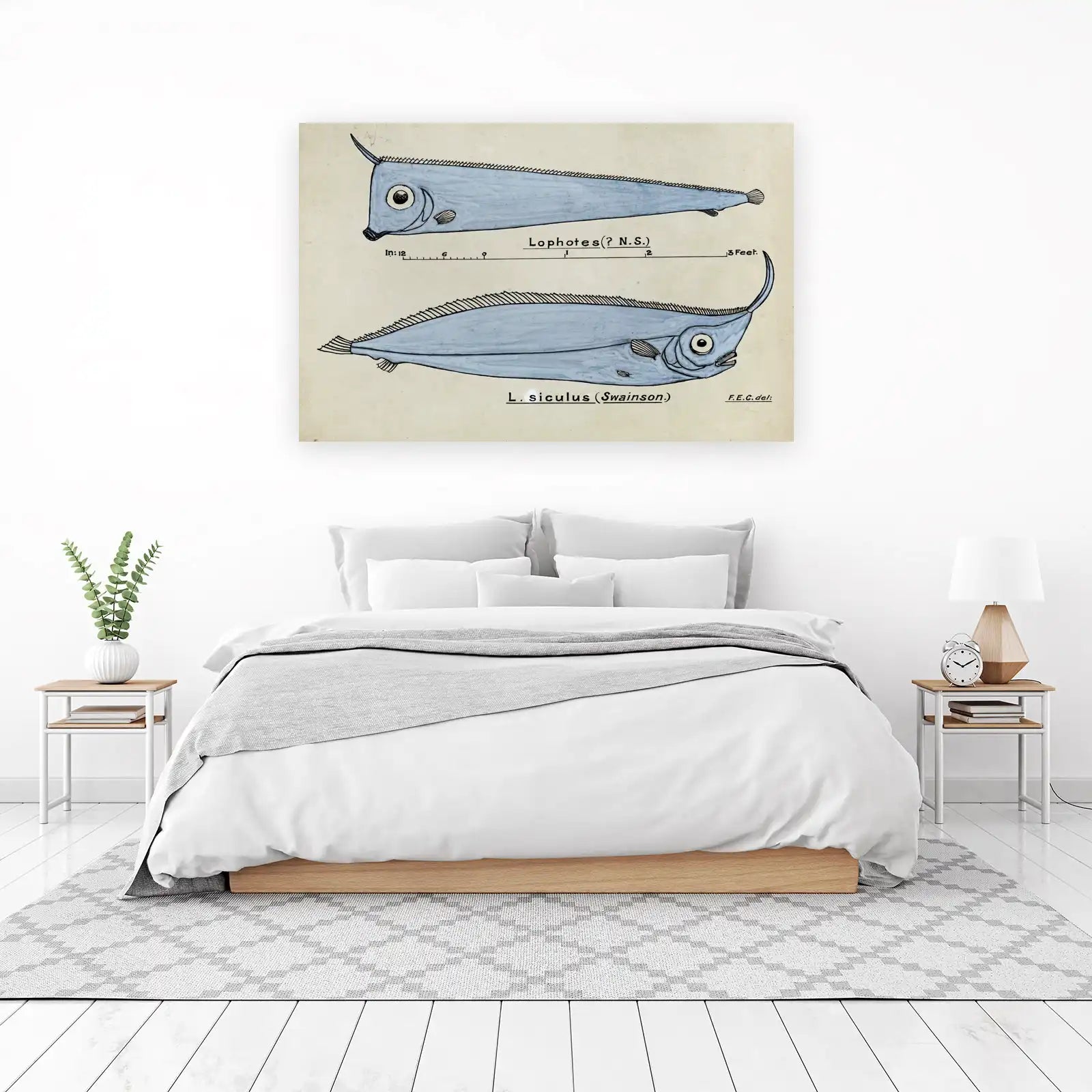 Vintage Scientific Fish Lophotes Sic Hake Wall Art