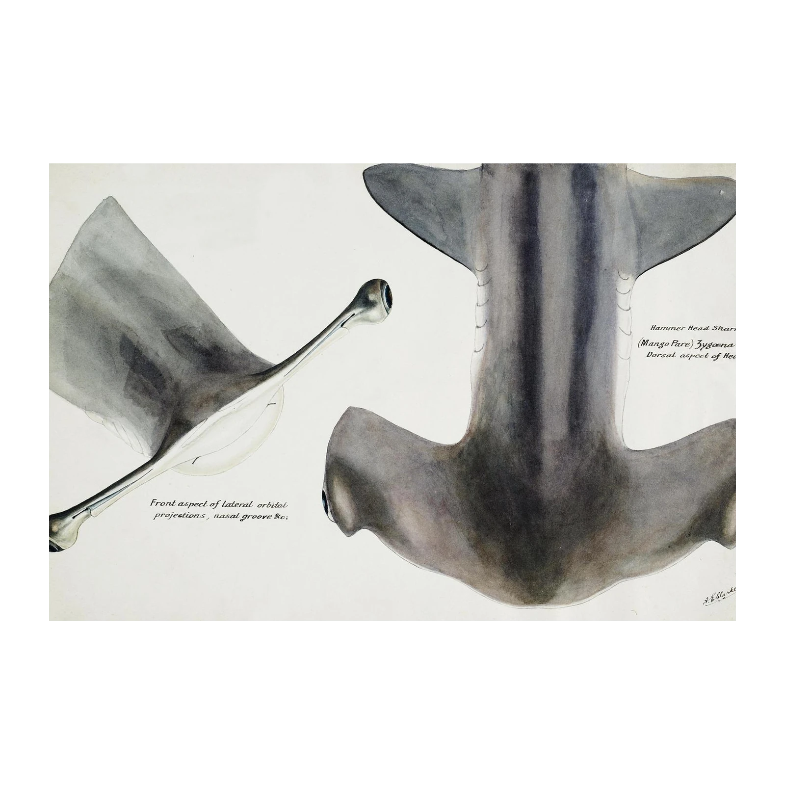 Vintage Hammerhead Shark Anatomy Wall Art