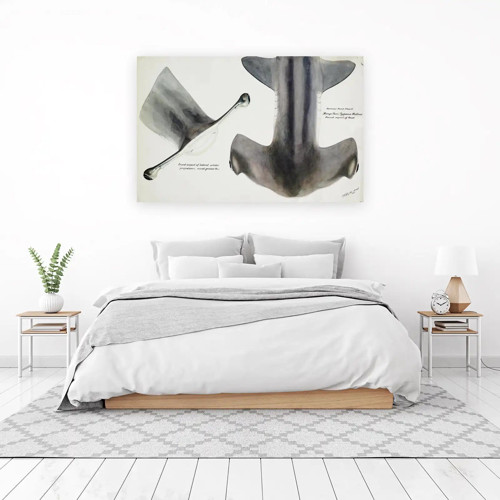 Vintage Hammerhead Shark Anatomy Wall Art