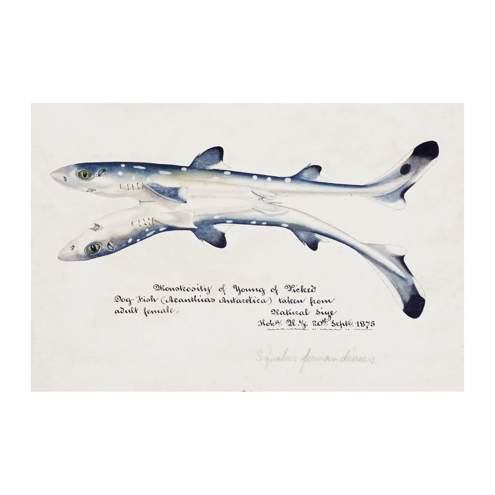 Vintage Dogfish Shark Art | Natural History Wall Art