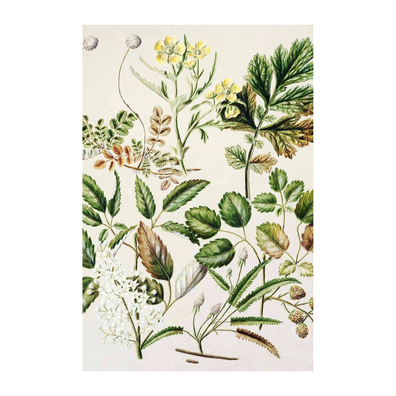Vintage Botanical Studies of Flora Wall Art