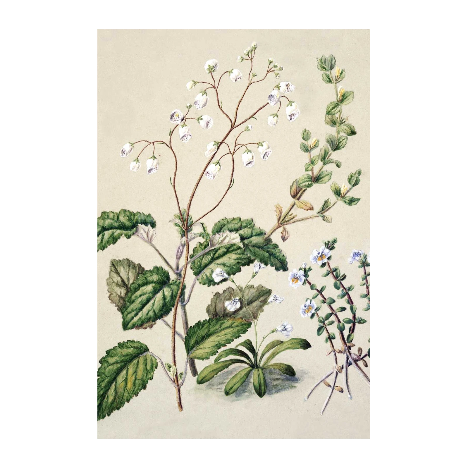 Vintage Botanical Flowers Wall Art | Floral Wall Art