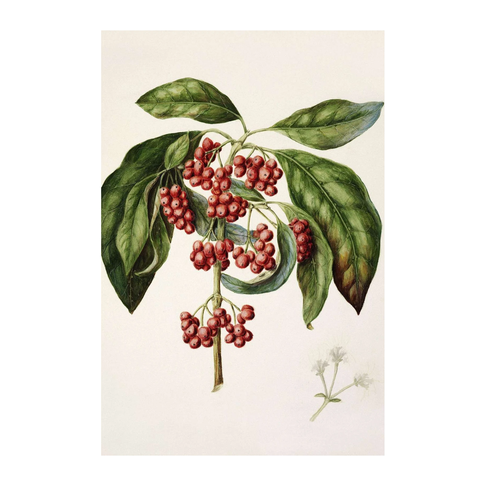 Vintage Berry Branch Botanical Art Wall Art