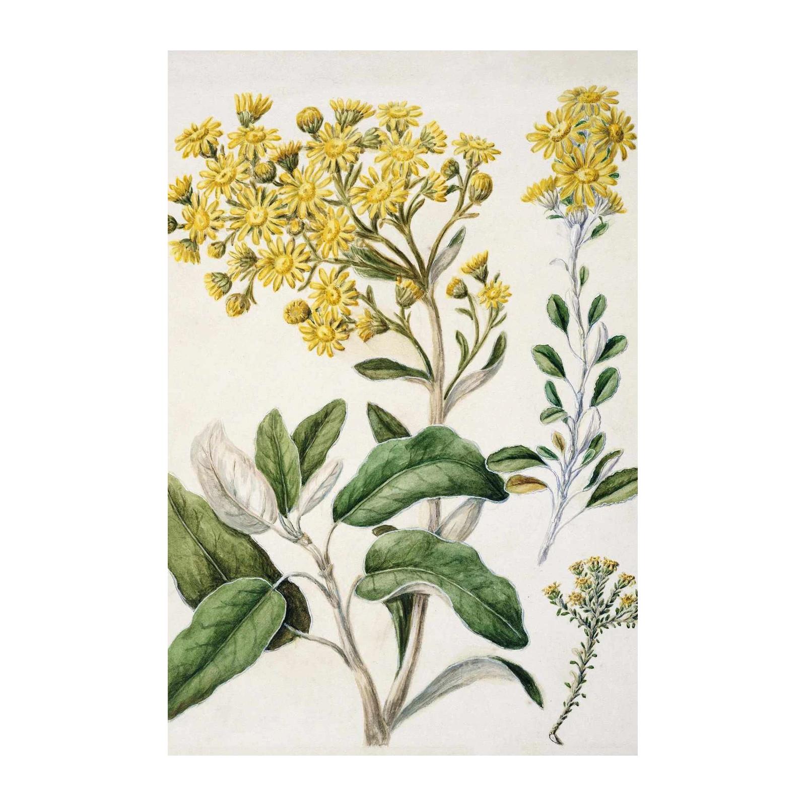 Vibrant Yellow Wildflowers Botanical Art Wall Art