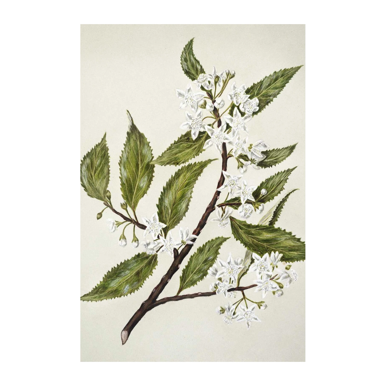 Elegant White Blossom Branch Wall Art