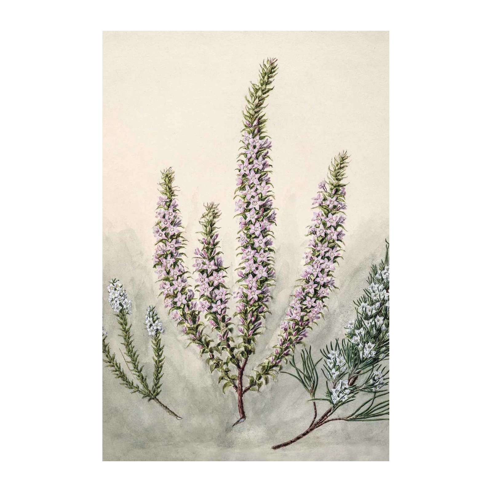 Vintage Botanical Flowers Wall Art