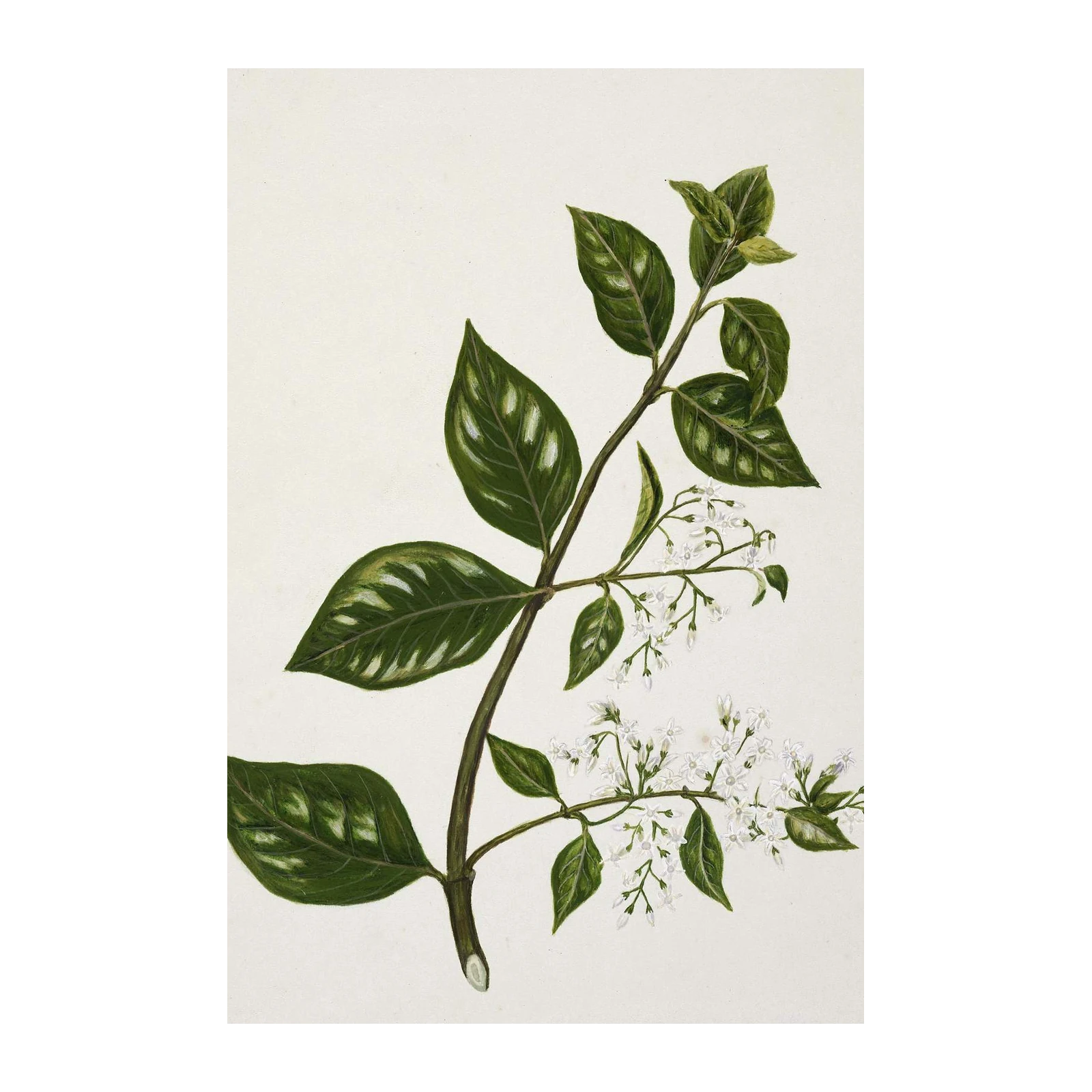 Elegant Botanical Plant with White Flowers Wall Art