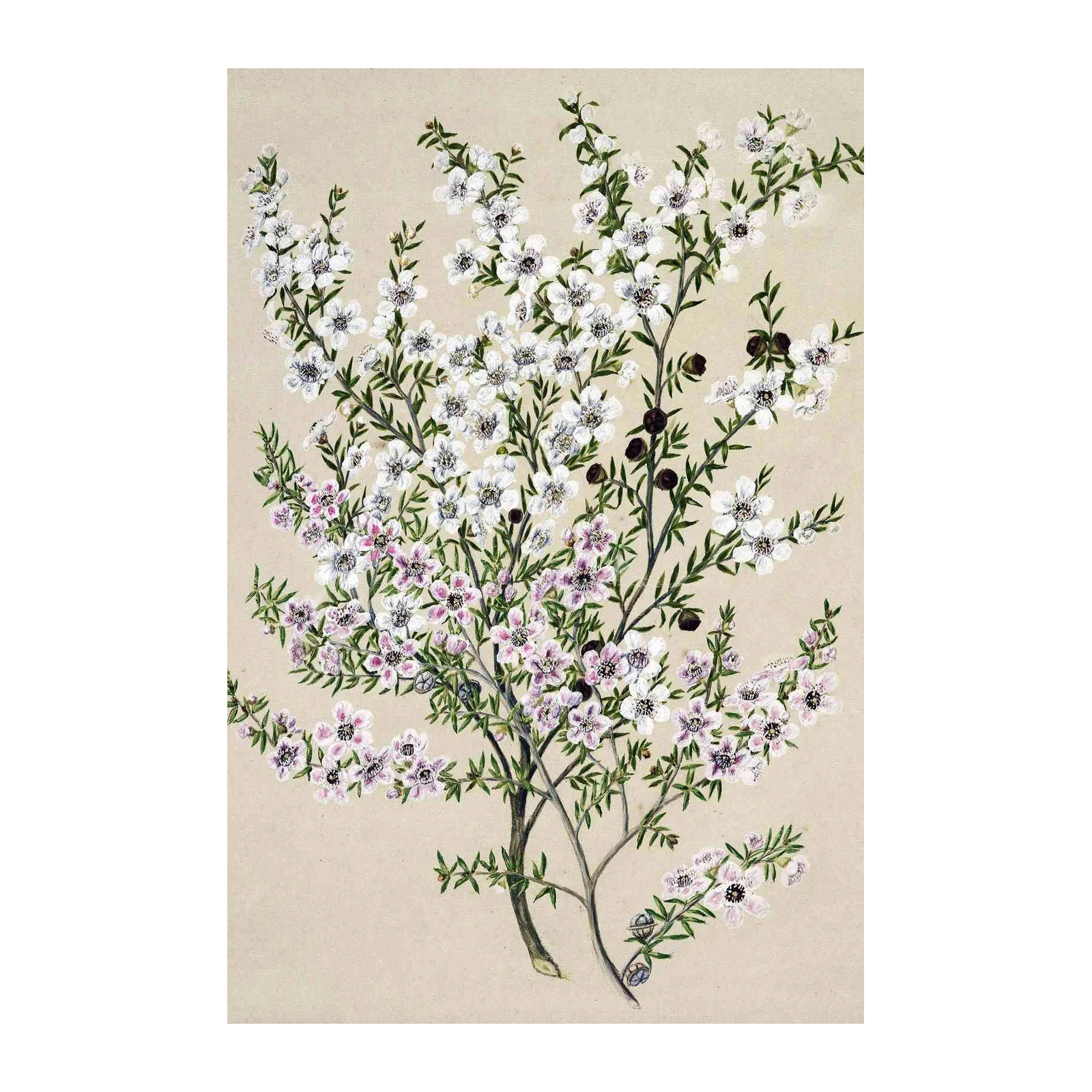 Botanical Blossom Delight Floral Wall Art