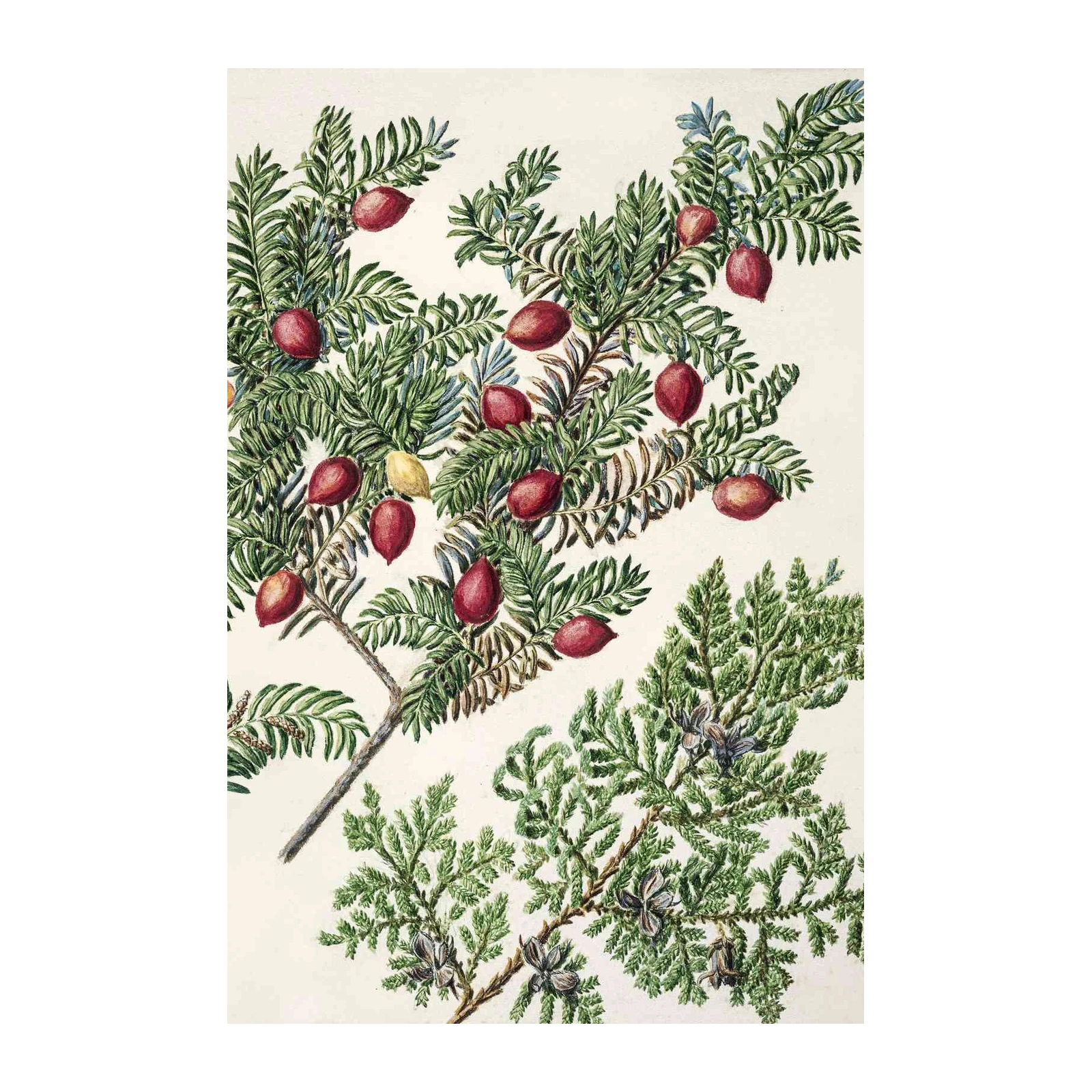 Botanical Red Berry & Pine Wall Art