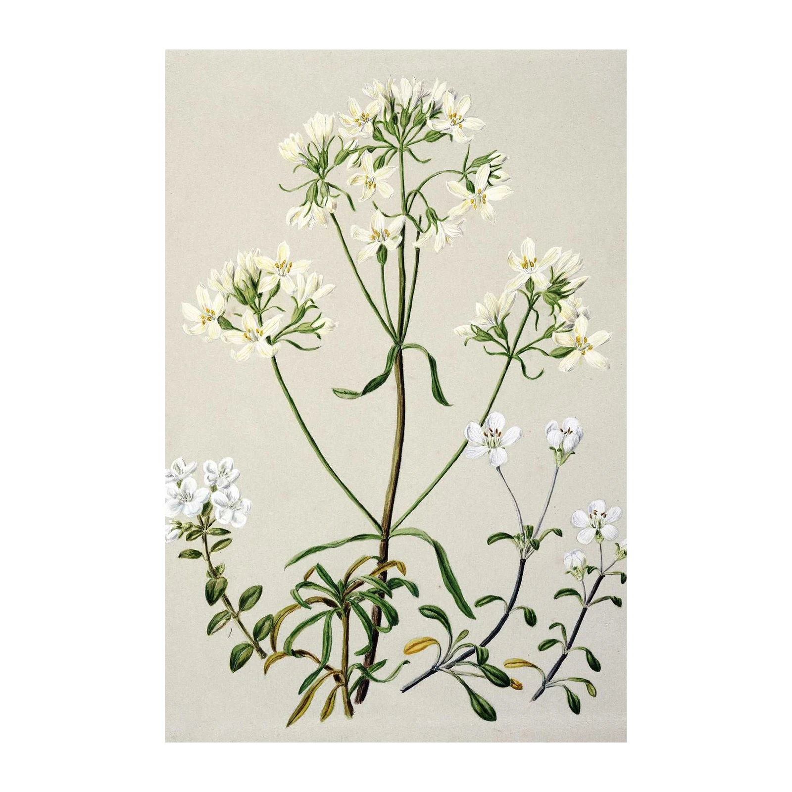 Delicate White Blossom Botanical Art Wall Art