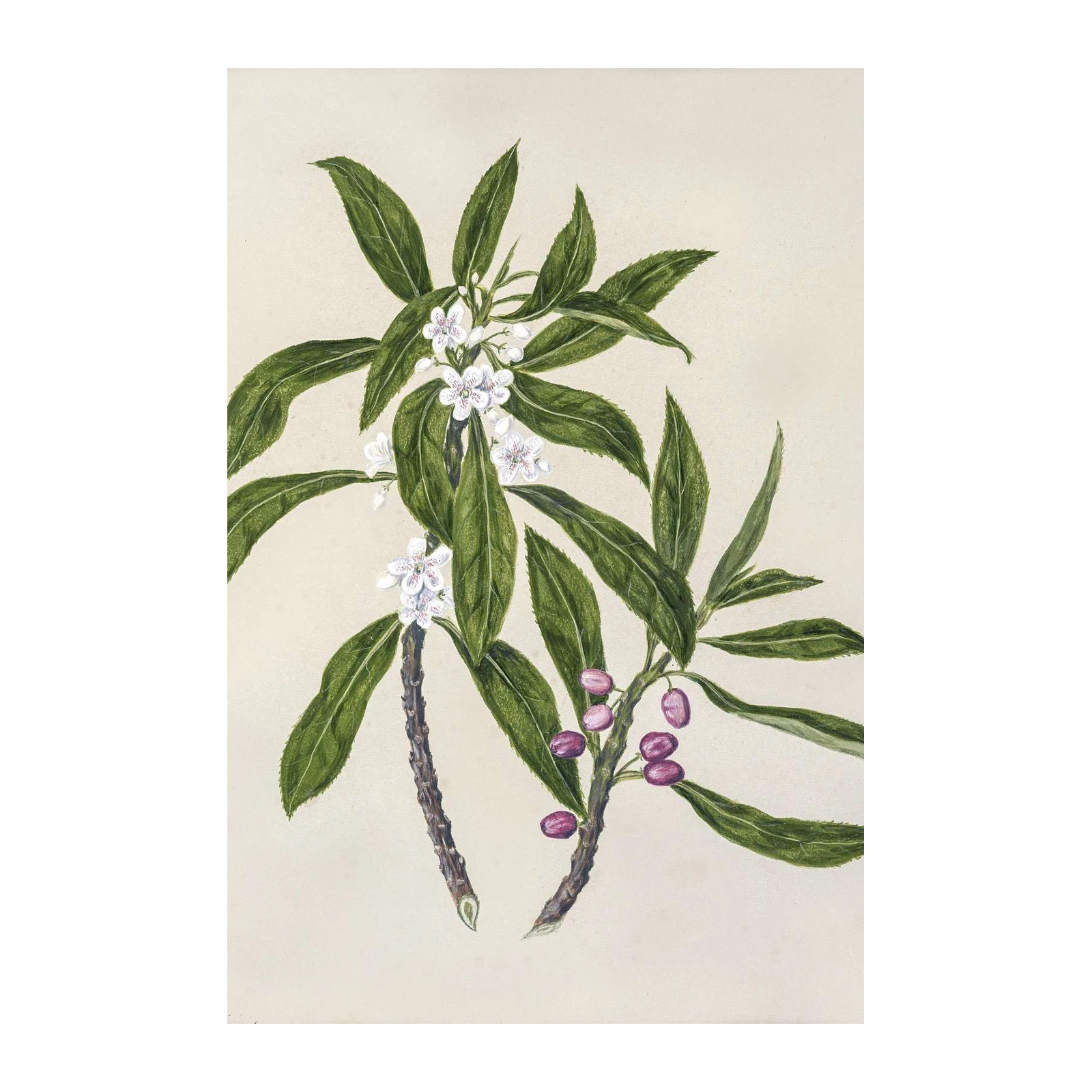 Botanical Berry & Blossom Wall Art