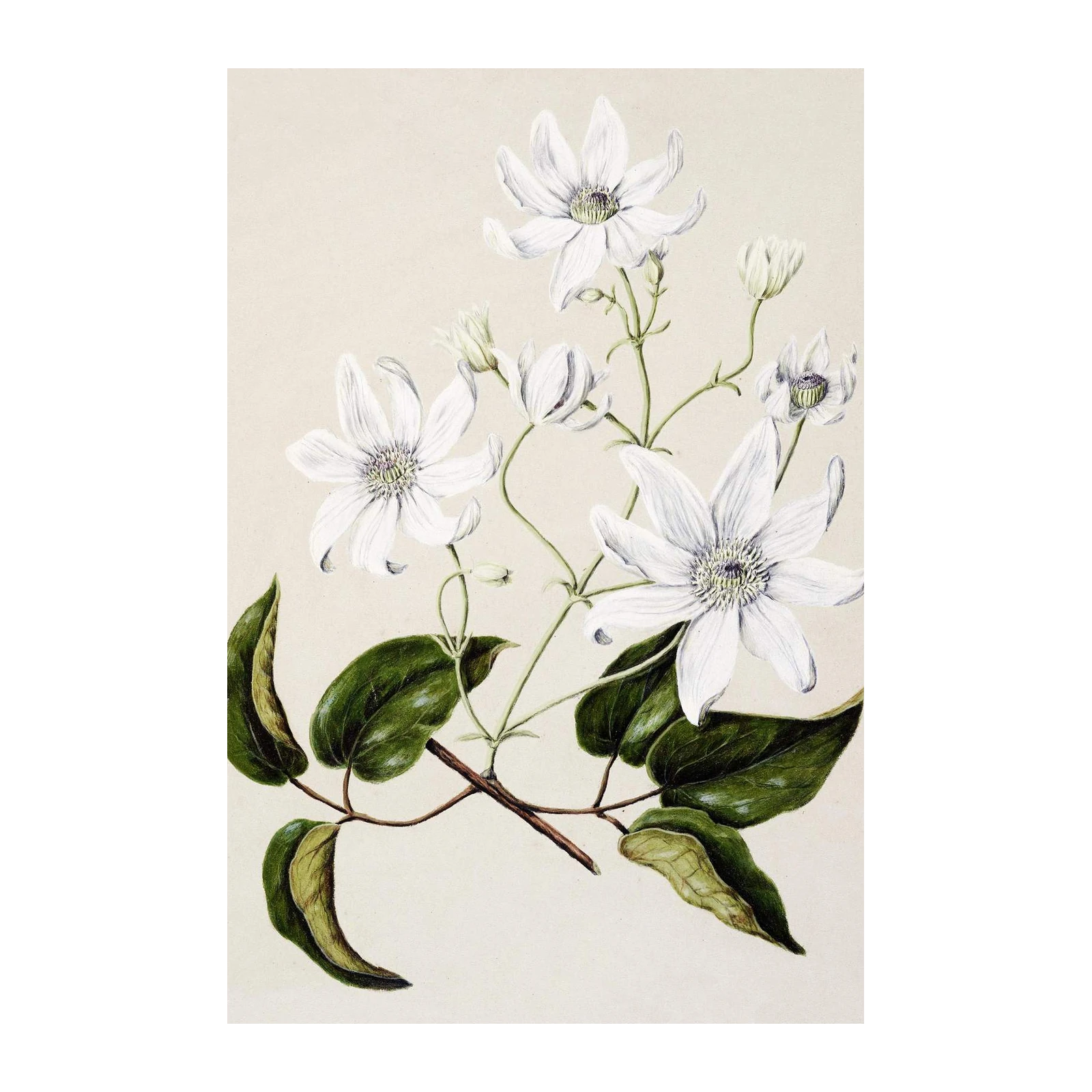 Elegant White Clematis Botanical Art Wall Art