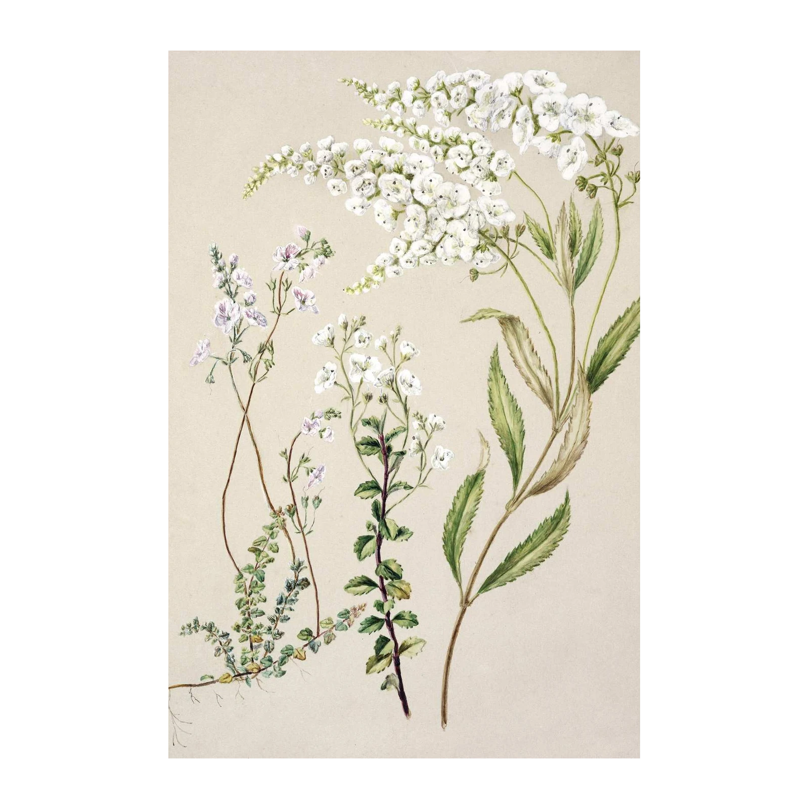 Elegant Botanical White Flowers Wall Art