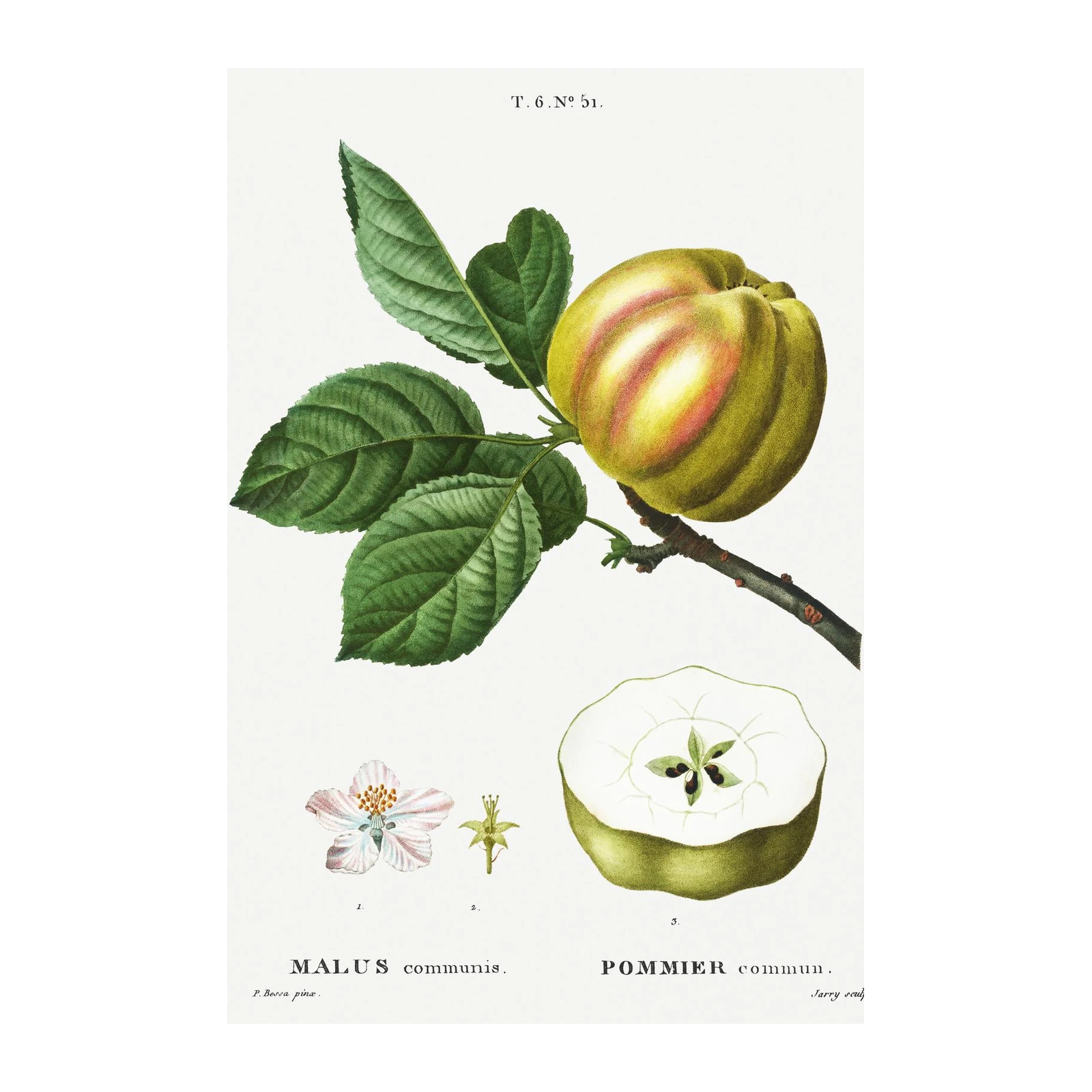 Vintage Apple Botanical Art Wall Art