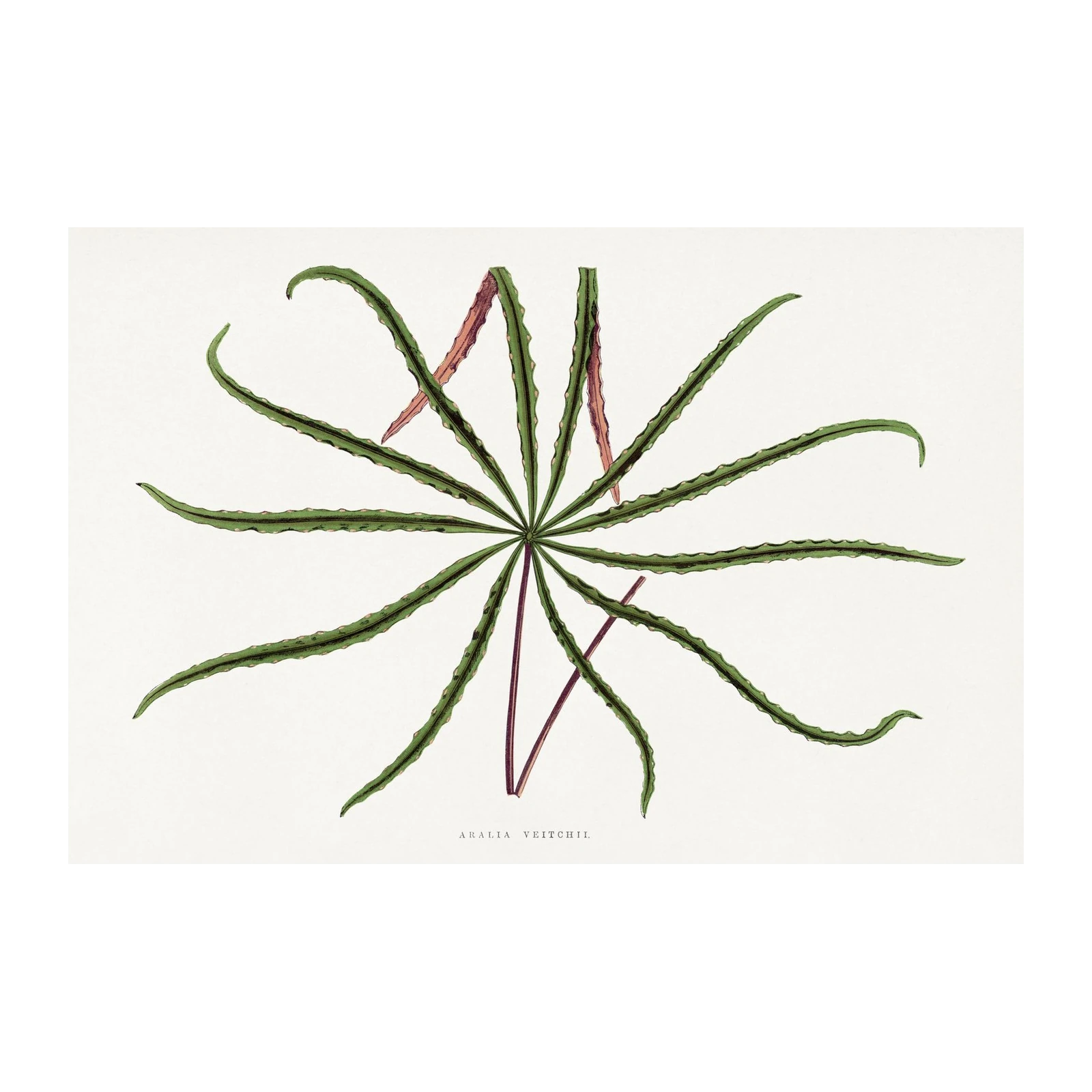 Aralia Veitchii Botanical Vintage Wall Art