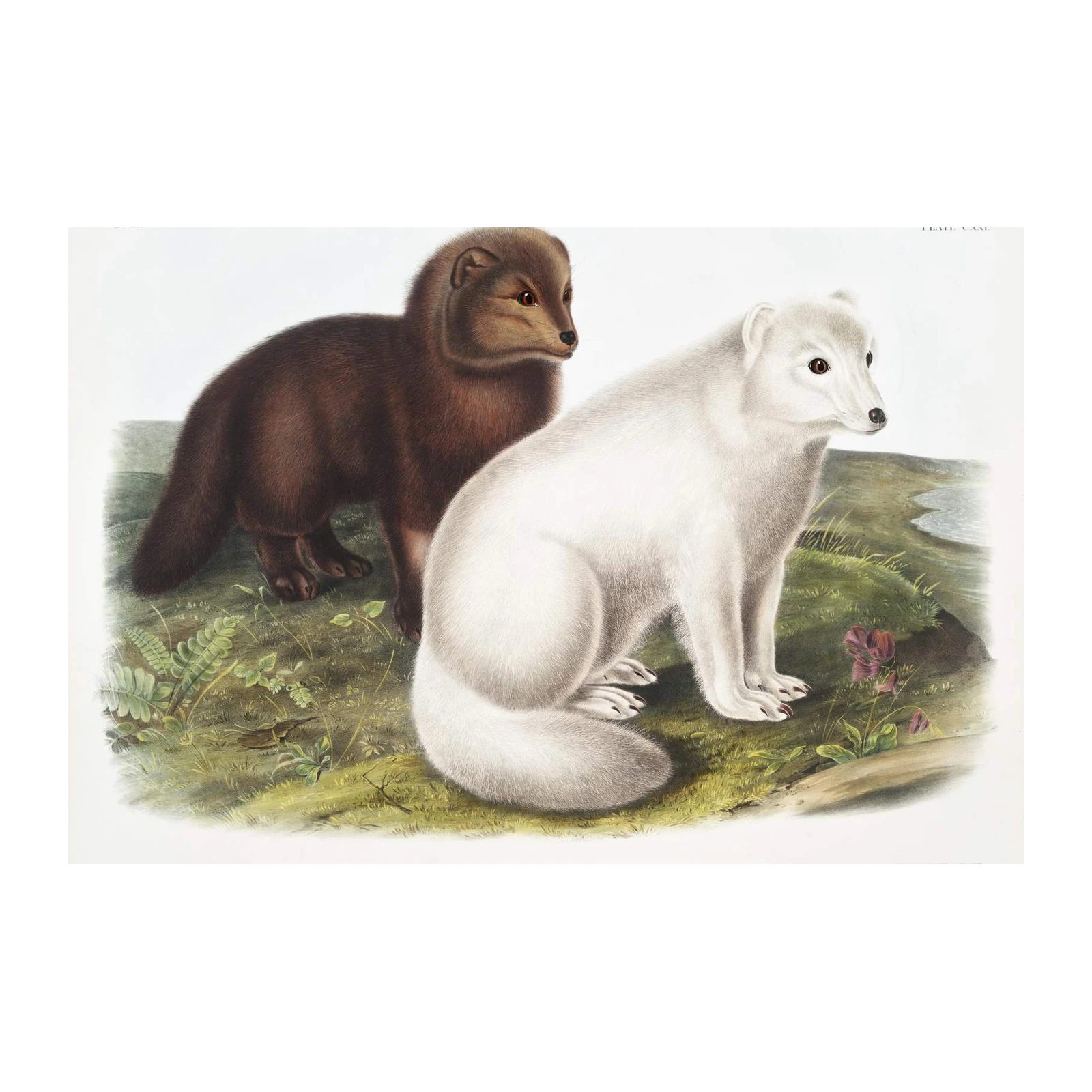 Arctic Fox Duo Vintage Wildlife Wall Art
