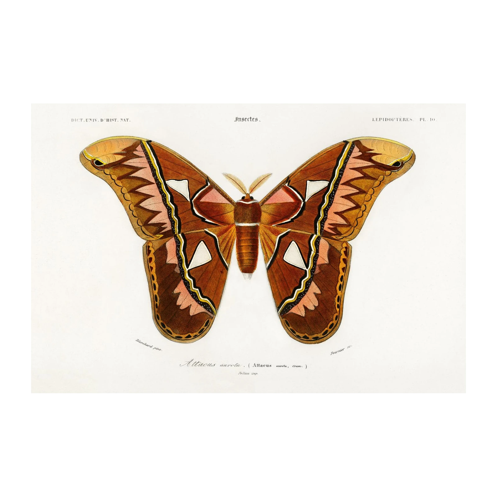 Atlas Moth Vintage Entomology Wall Art