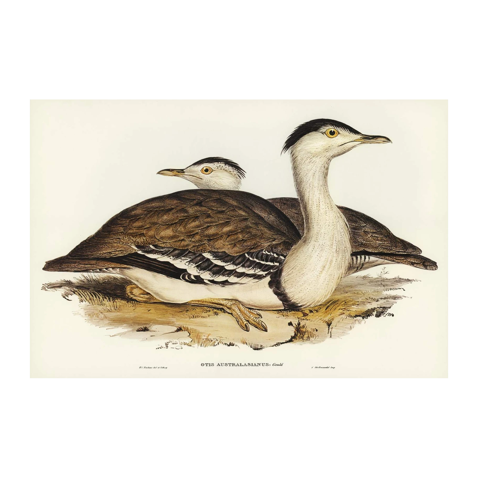 Vintage Australian Bustard Bird Art Wall Art