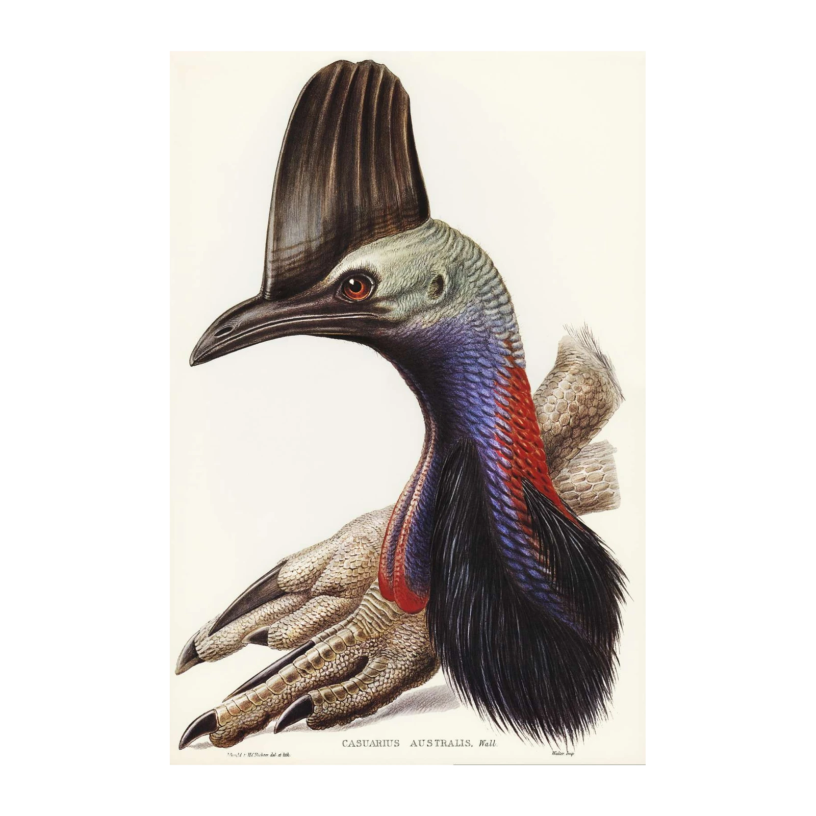 Majestic Cassowary Bird Vintage Wall Art Wall Art