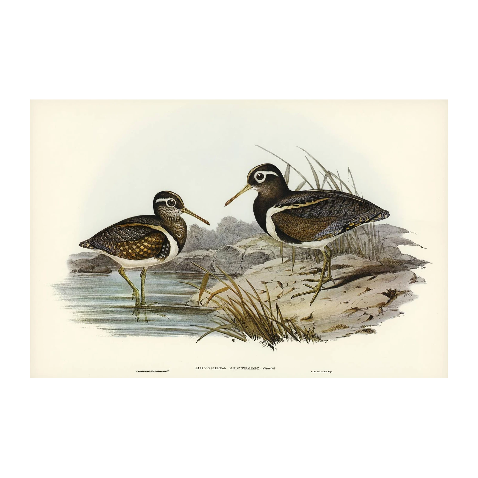 Vintage Bird Art: Australian Painted Snipe Wall Art
