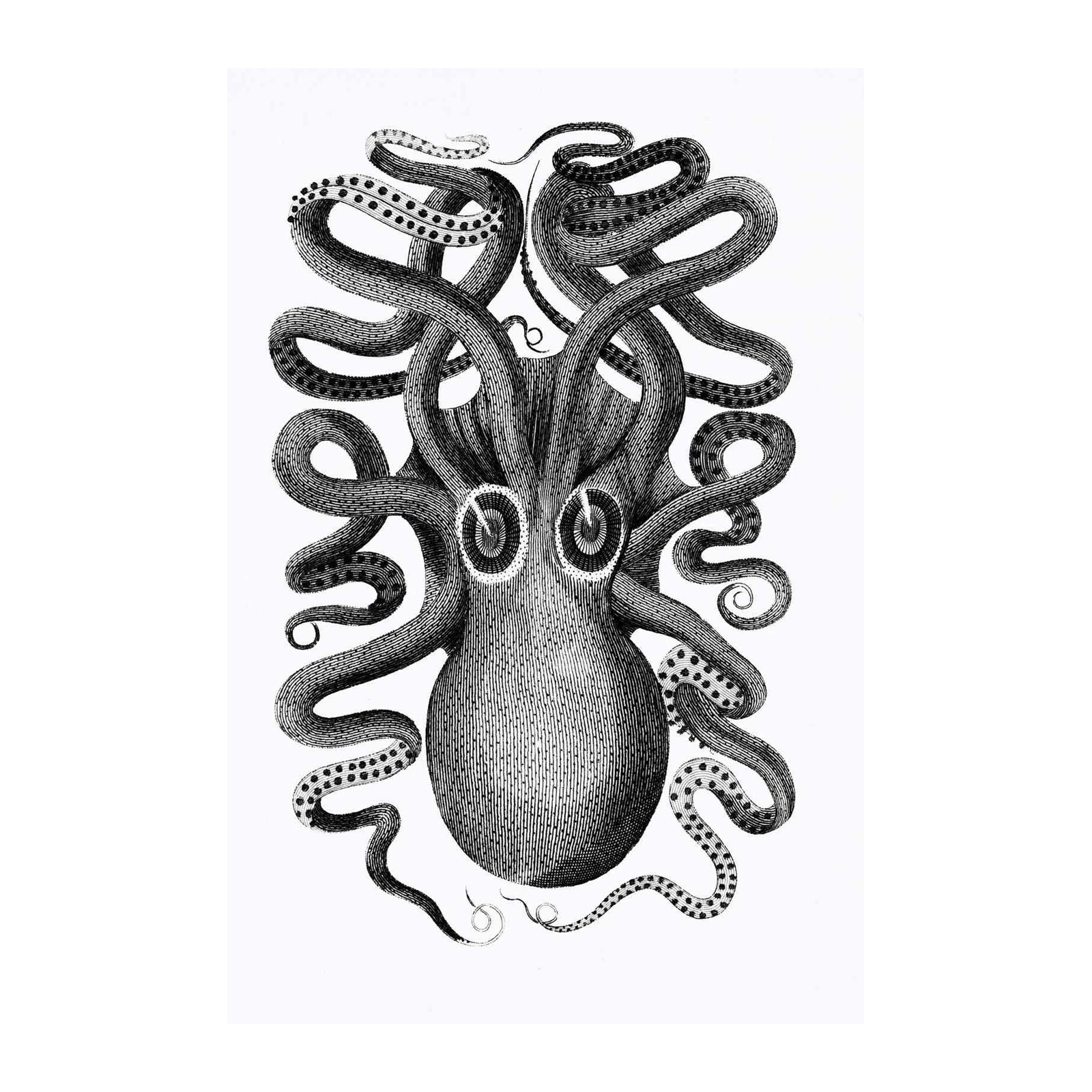 Vintage Octopus Illustration Wall Art