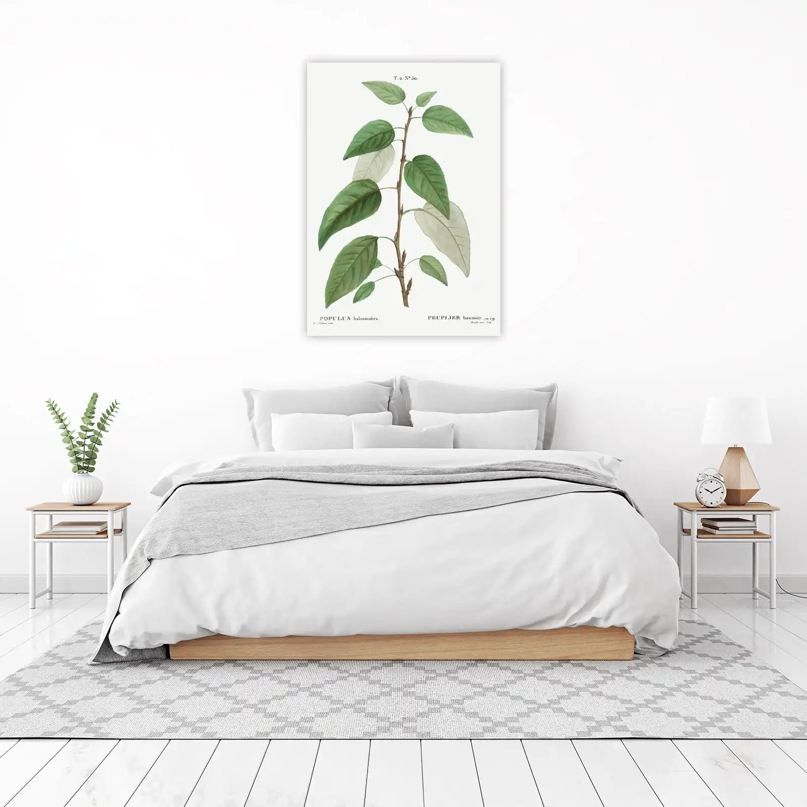 Botanical Populus Balsamifera Wall Art